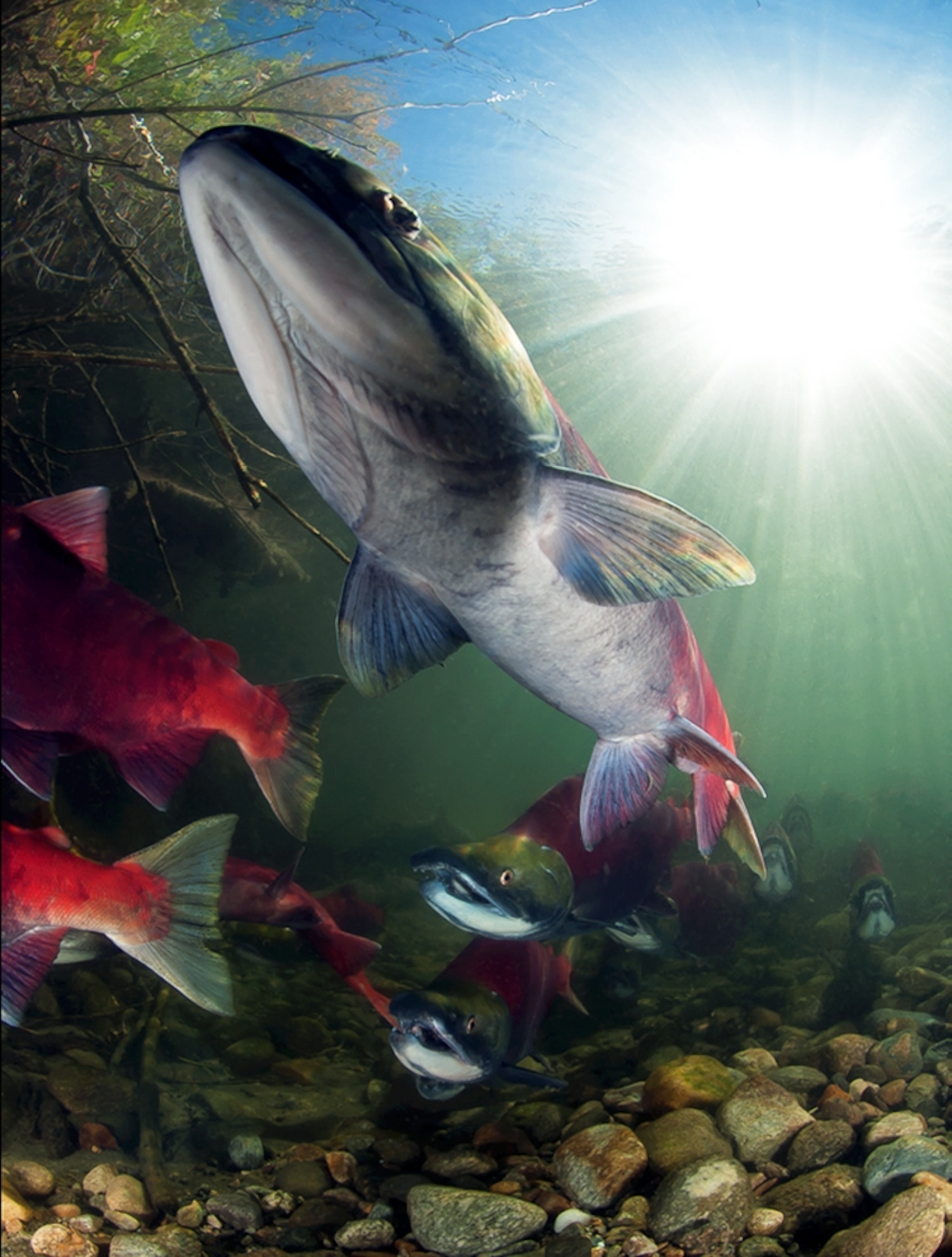 Adult sockeye salmon enter spawning grounds in the Adams River, British Columbia.