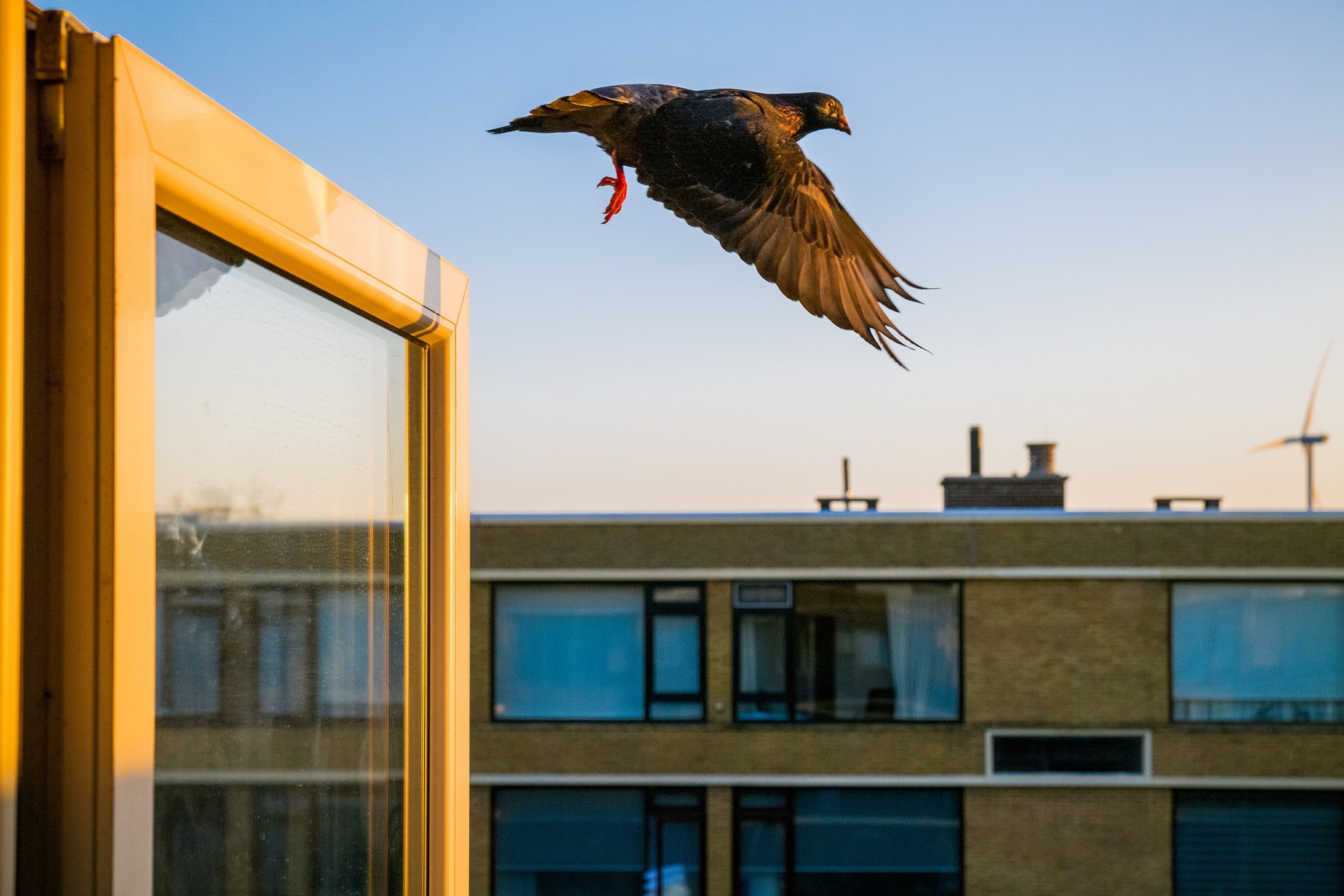 a pigeon flying away from an open window with a clear blue sky in the background