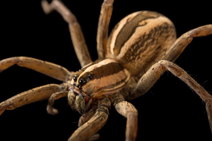 <p>Despite its scary name, the rabid wolf spider will only bite humans if it feels it has no other choice. It prefers to run.</p>
