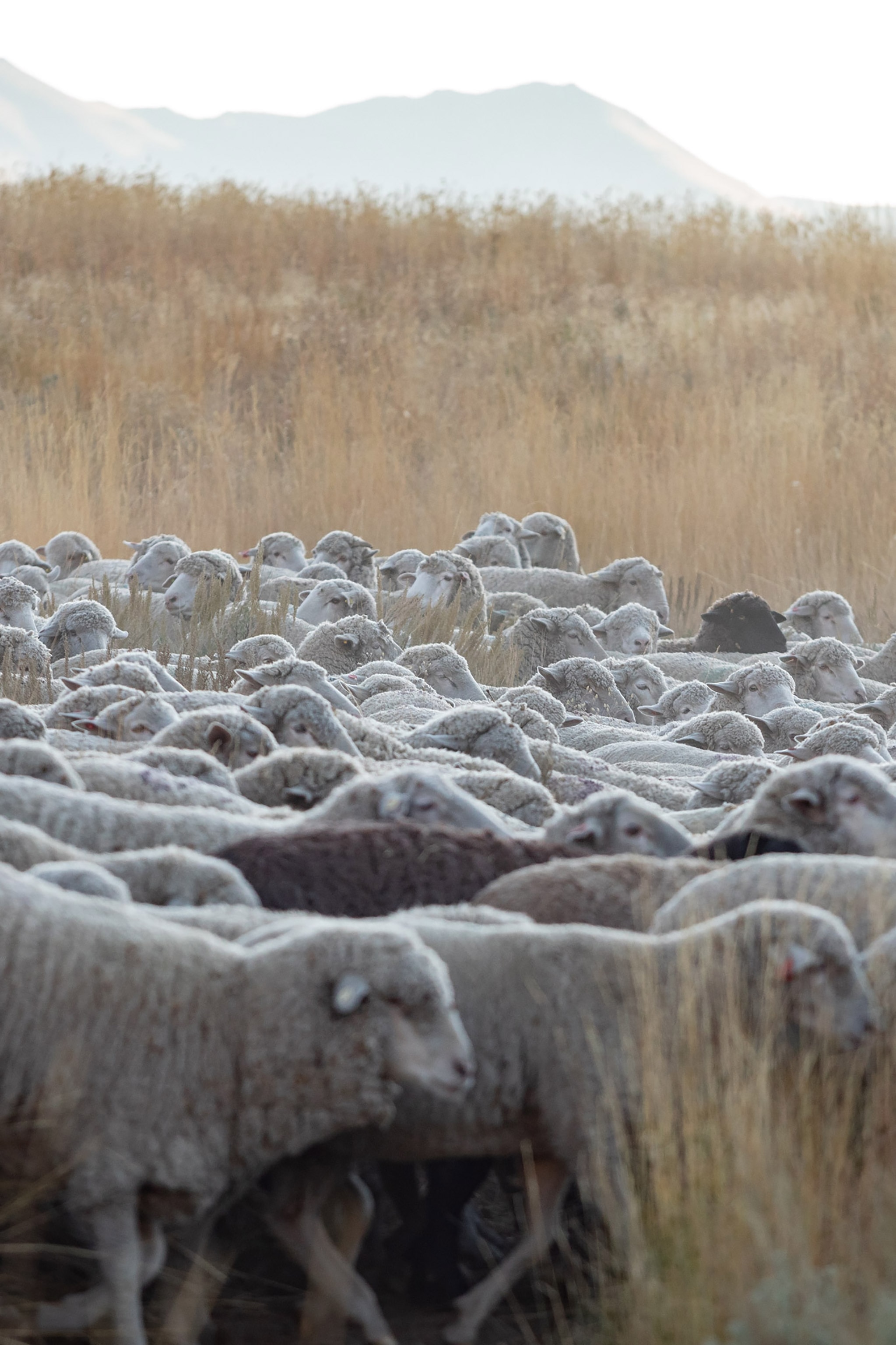 Shepherd Adriel Alvarado moving sheep with his dogs in a canyon near Hailey, Idaho