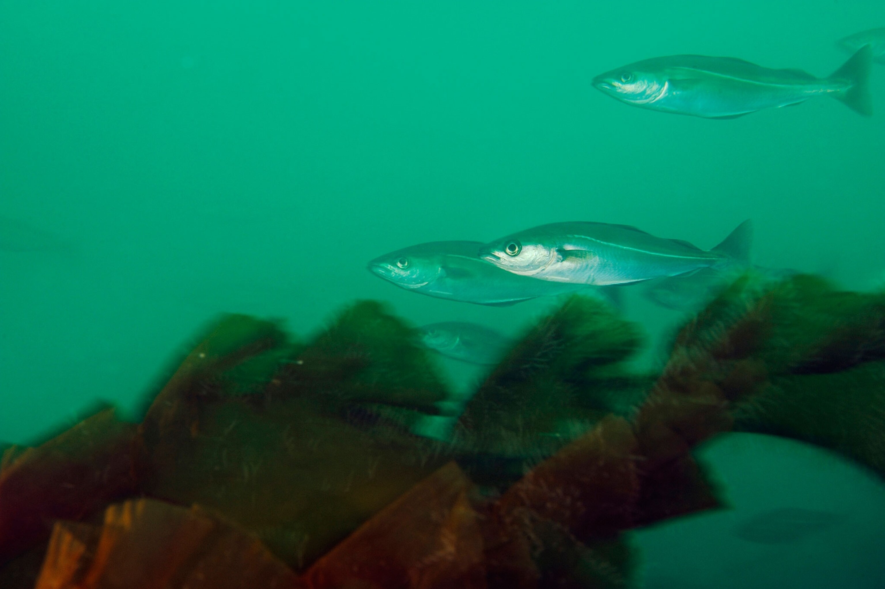 fish on cashes ledge