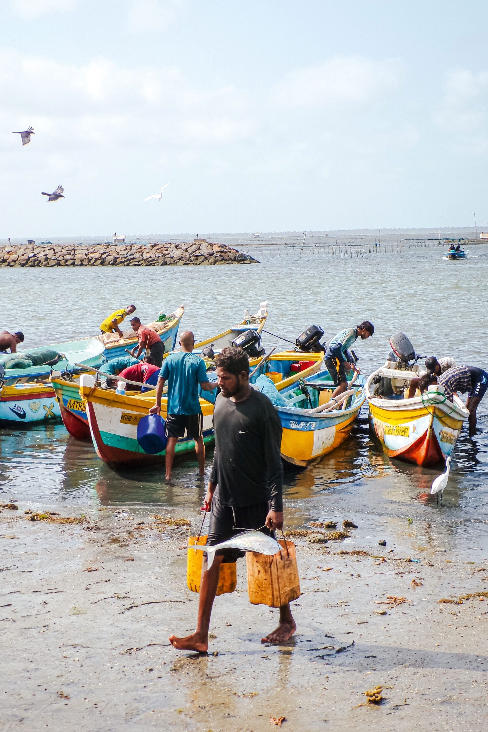 Fisherman hauling several catch into Passaiyoor’s historic fish market