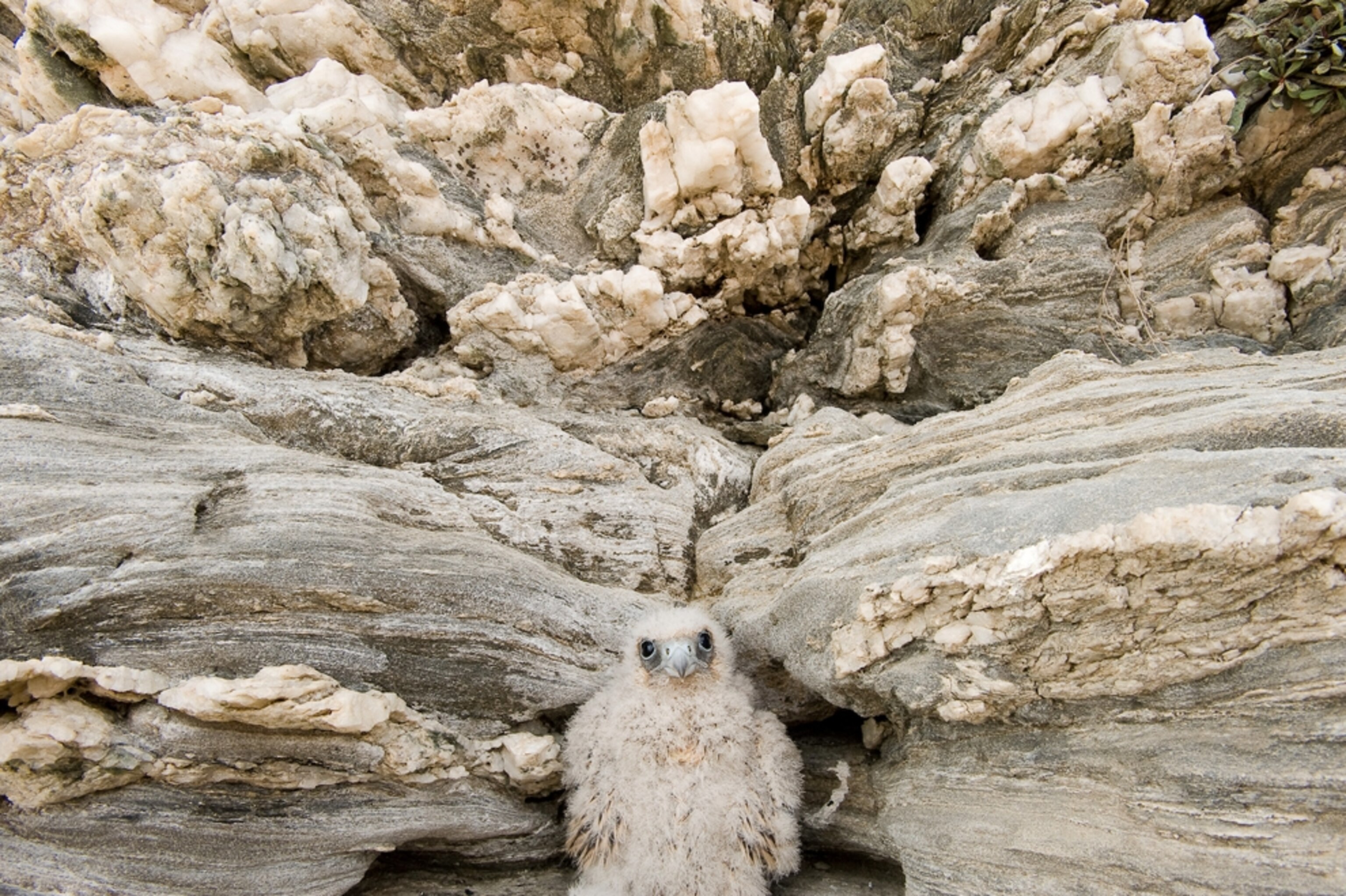 A falcon in front of rocks