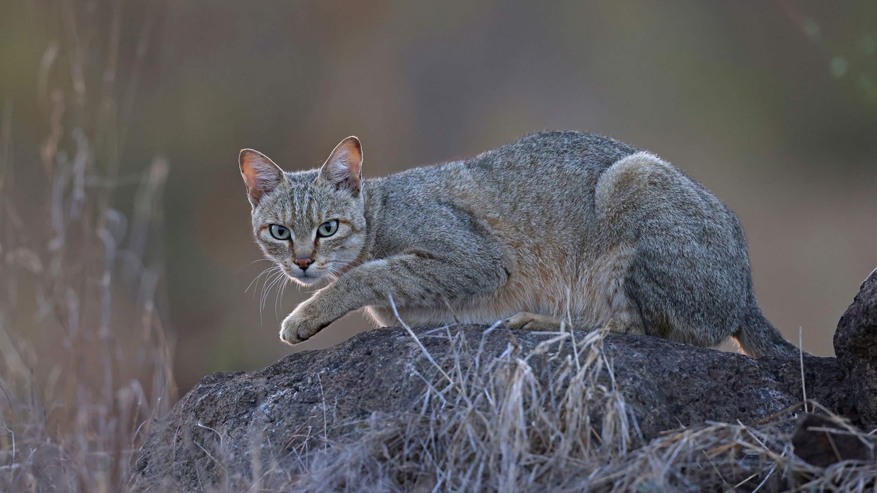 When did cats become domesticated? New DNA evidence changes the story.
