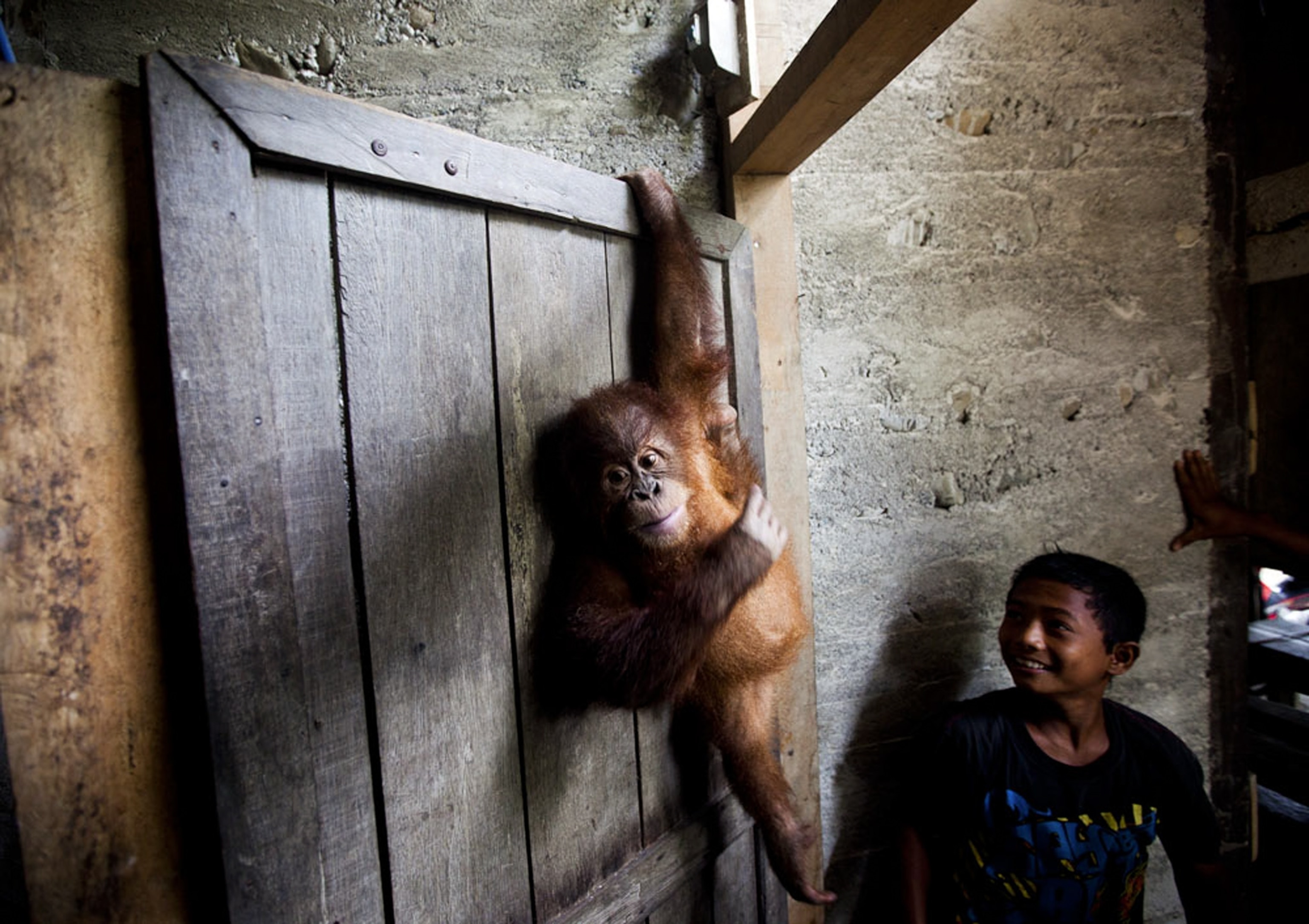 Sumatran Orangutan - Picture of a pet orangutan in Indonesia