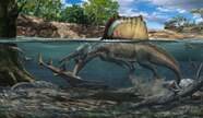 Spinosaurus Had Penguin like Bones A Sign Of Hunting Underwater 