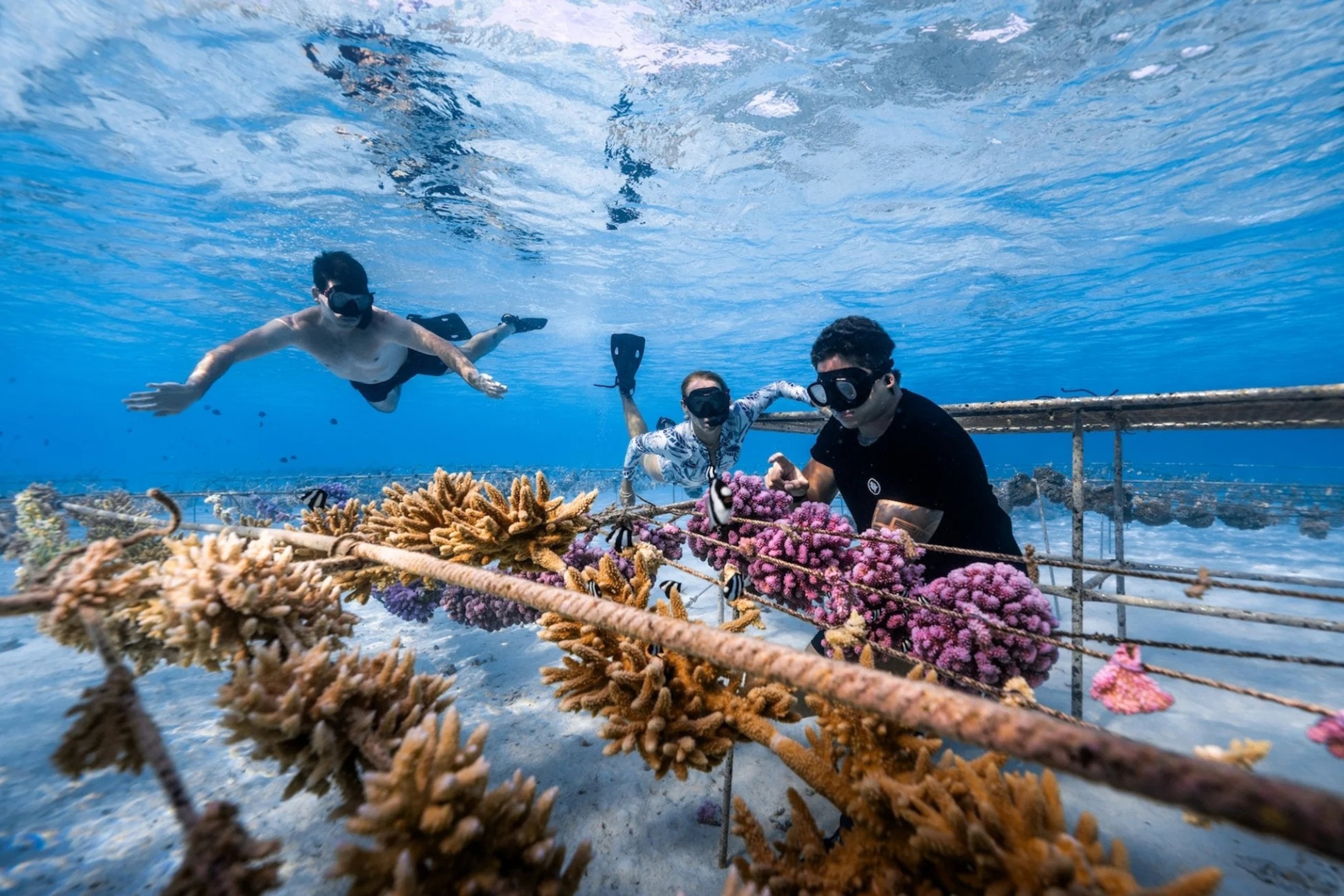 An underwater scene of divers tending to a coral reef nursery.