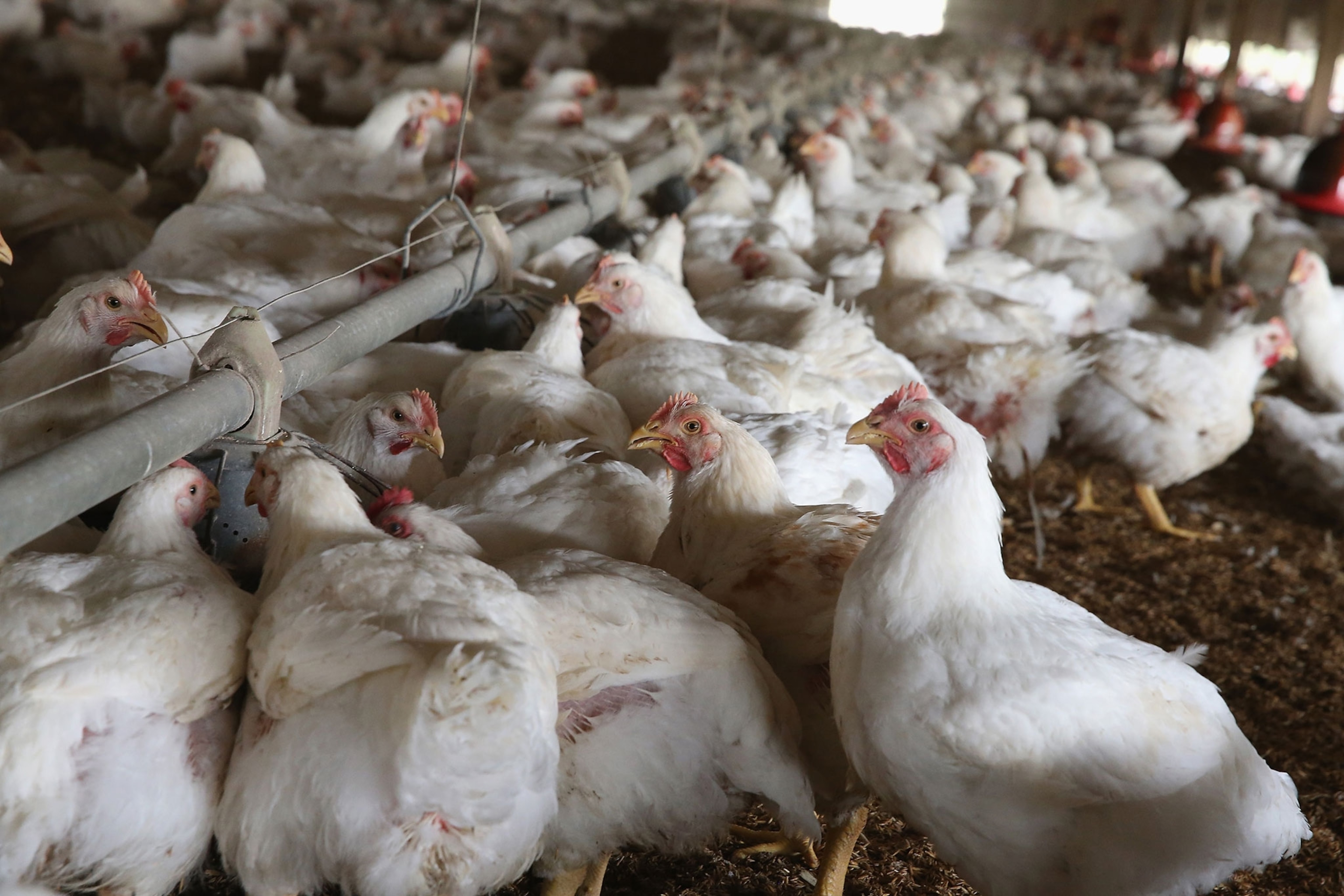 chickens gather around a feeder at a farm
