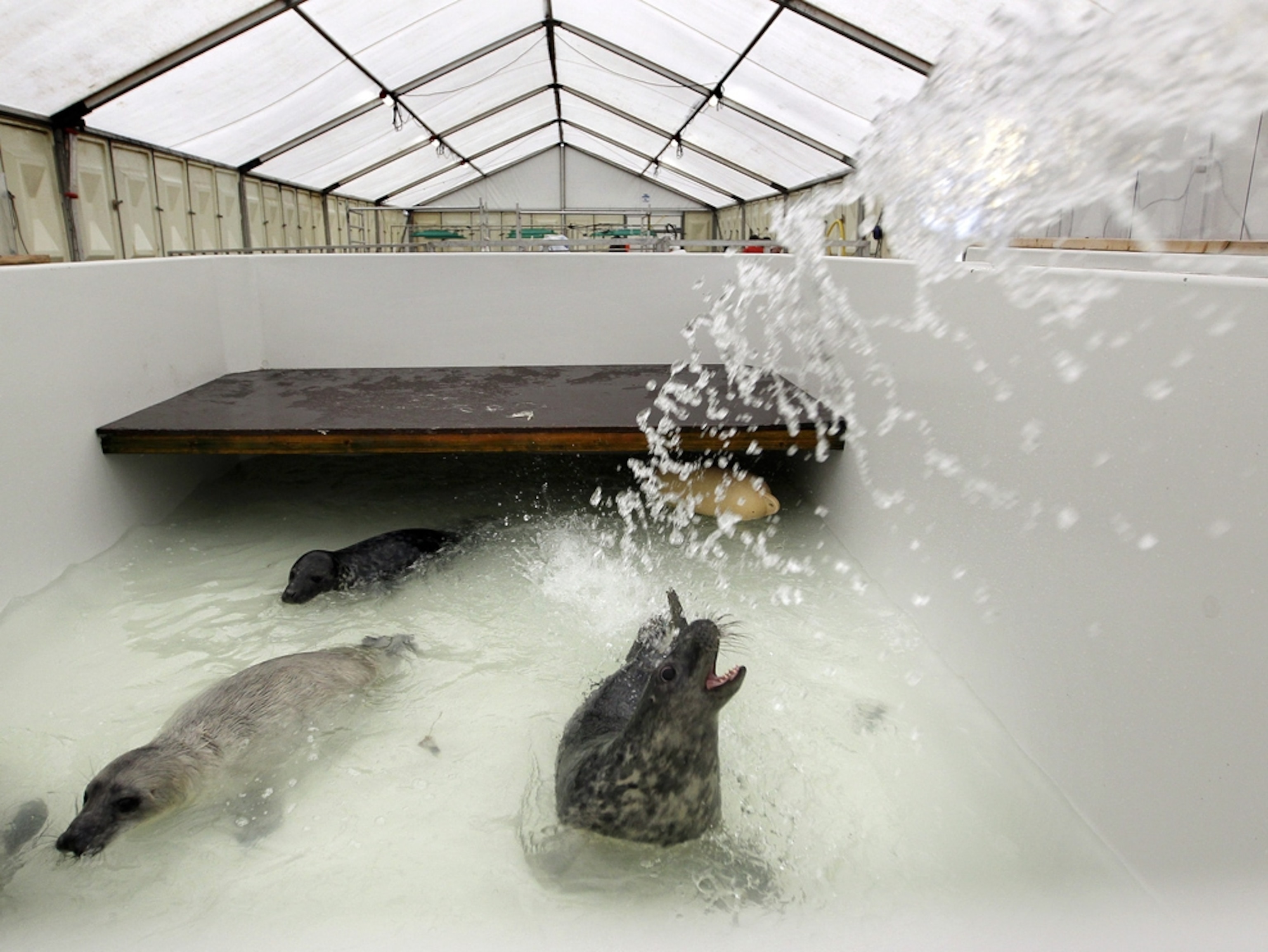 Baby seal picture: a rescued pup splashes in a tub