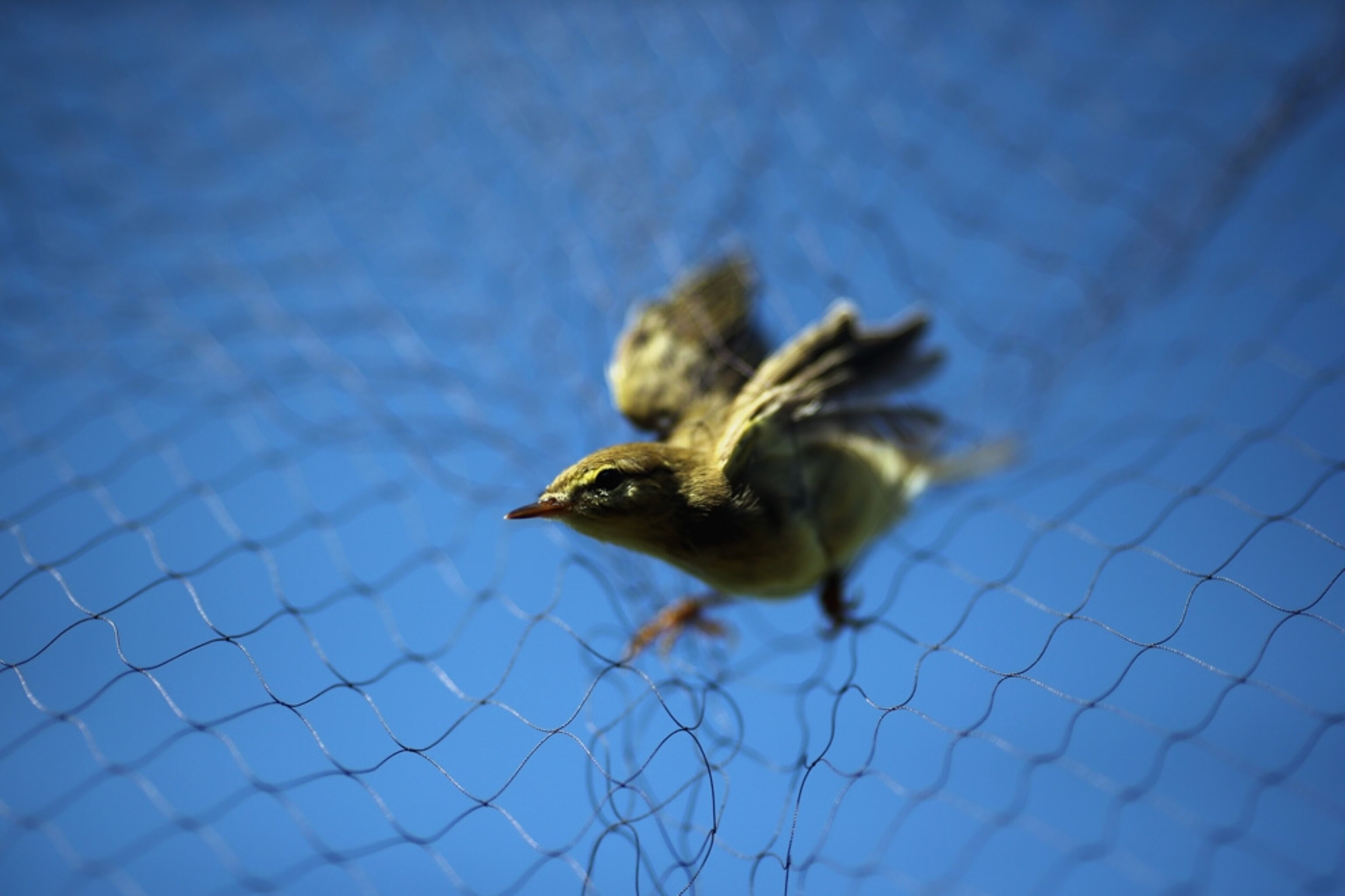 Pictures We Love August - A picture of a bird sitting on a net.