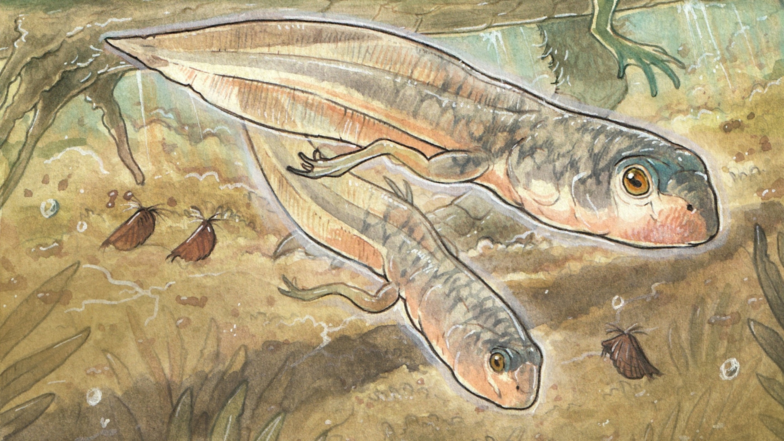 The oldest tadpole fossil ever has been found—and it’s a big one