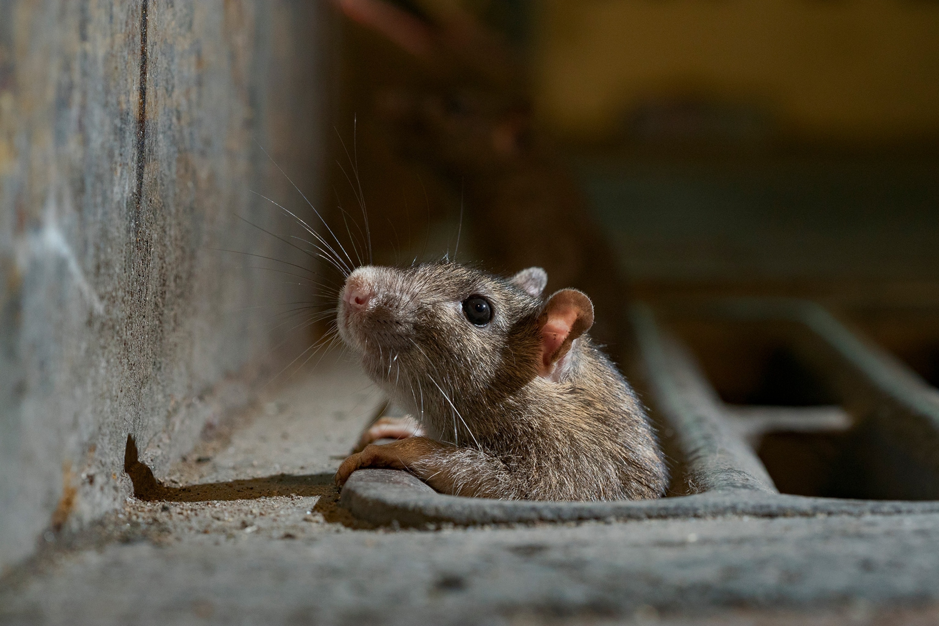 a rat peeking out from a stormwater catch basin