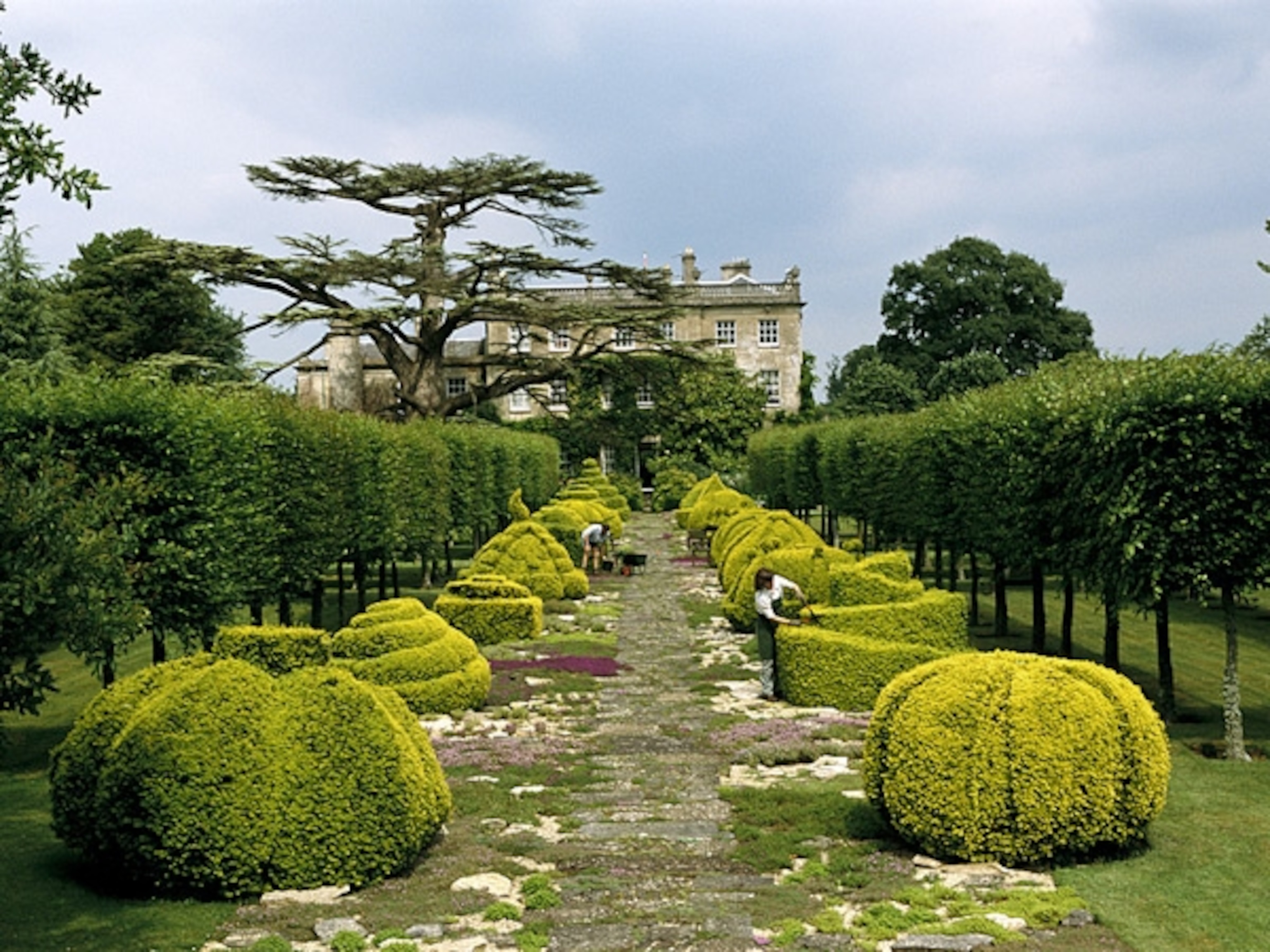 Golden yew hedges