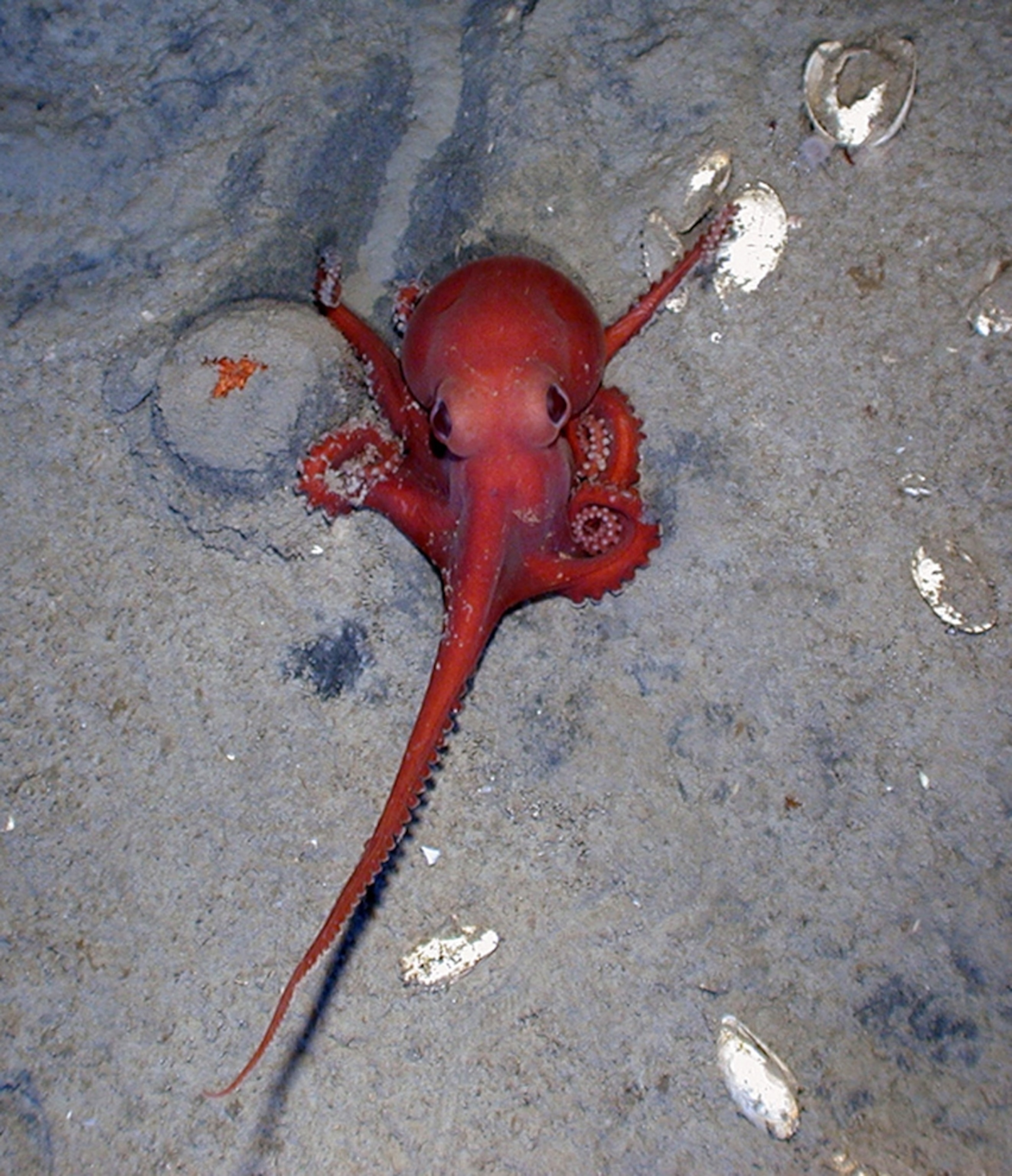 a yet-unnamed deep-water octopus species in the Benthoctopus genus, a Census of Marine Life species representing the diversity of 25 ocean areas