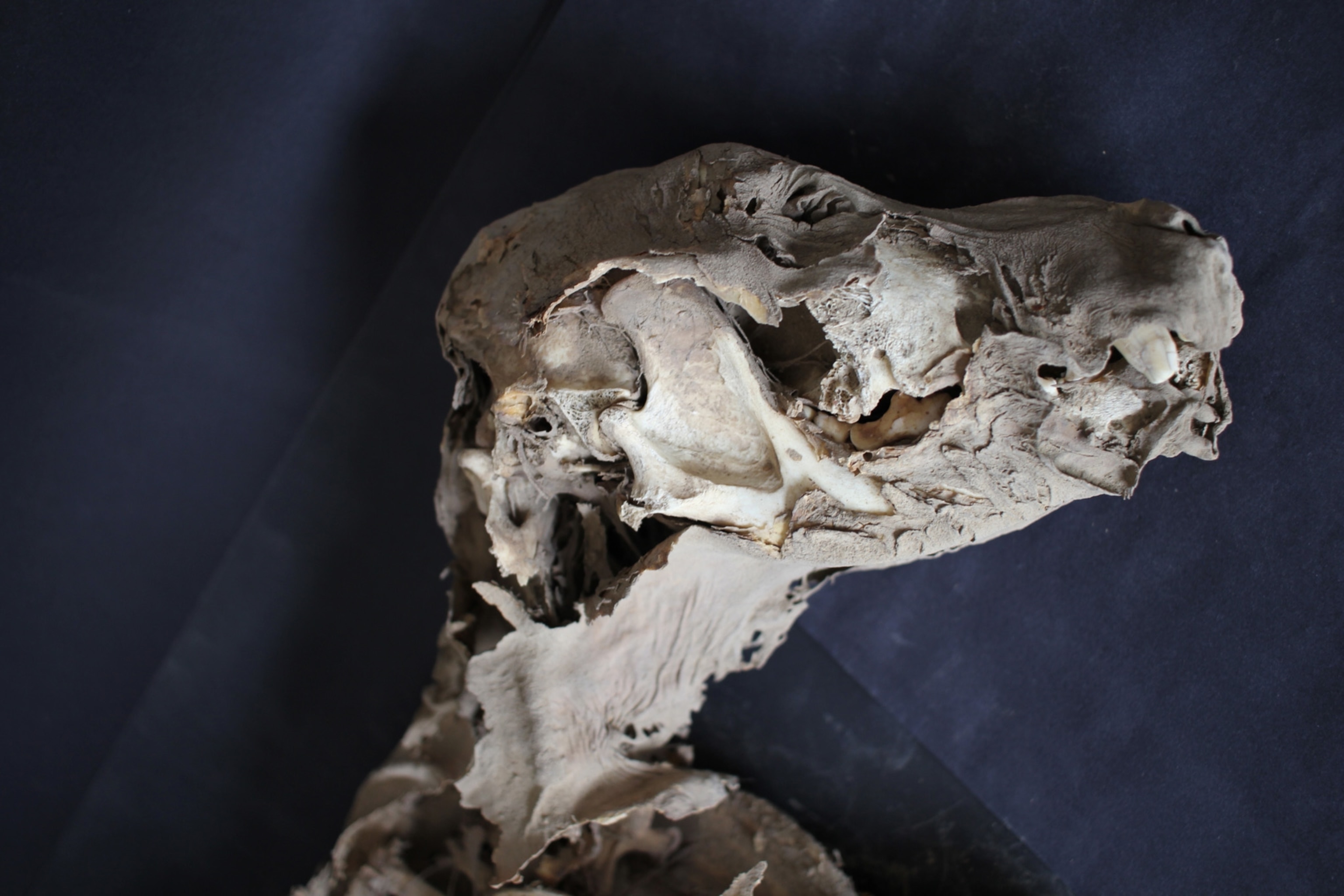 Side profile view of light gray puppy skull against a dark gray background.