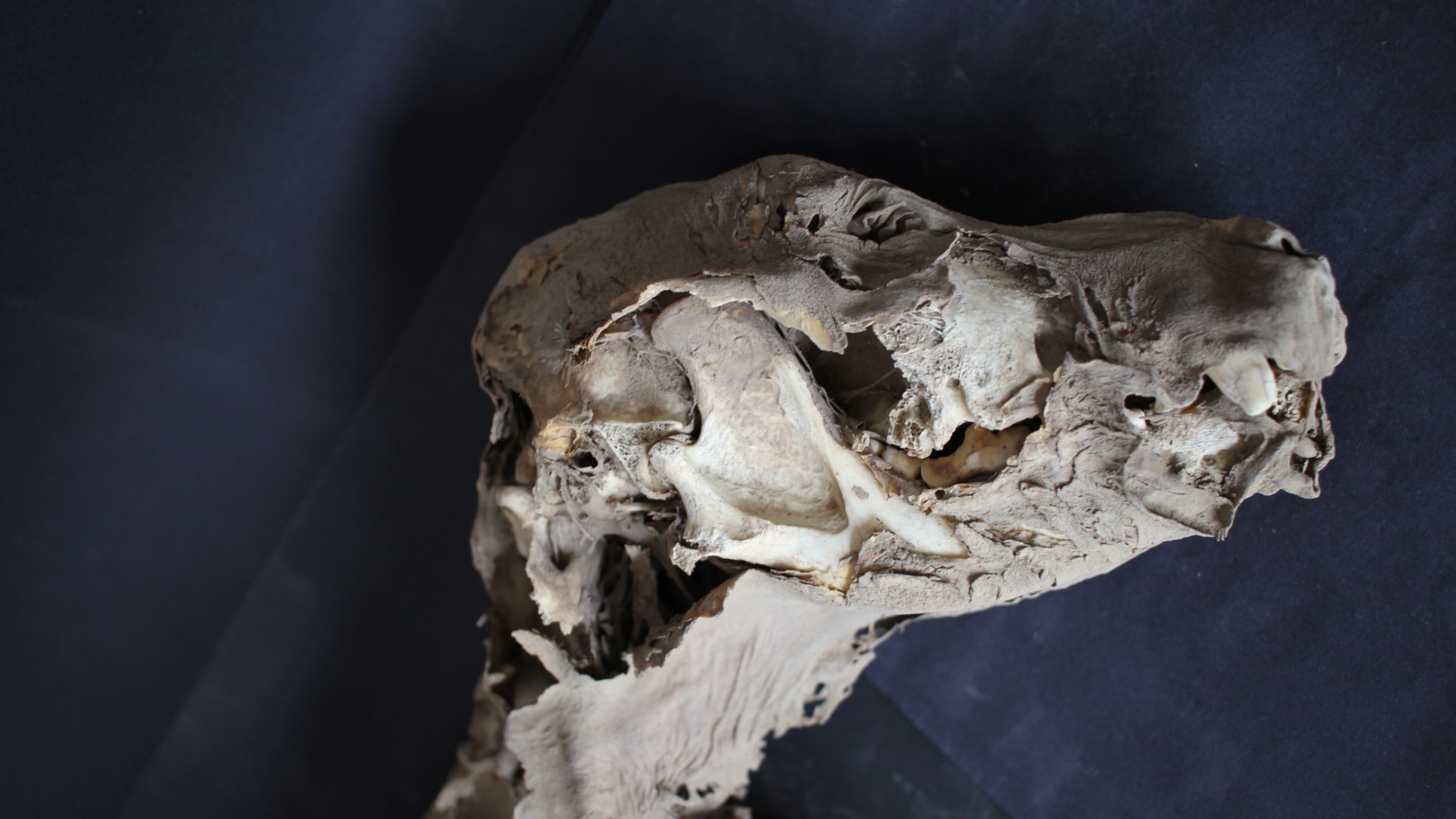 Hairless dogs may have guided ancient Andean souls in the afterlife