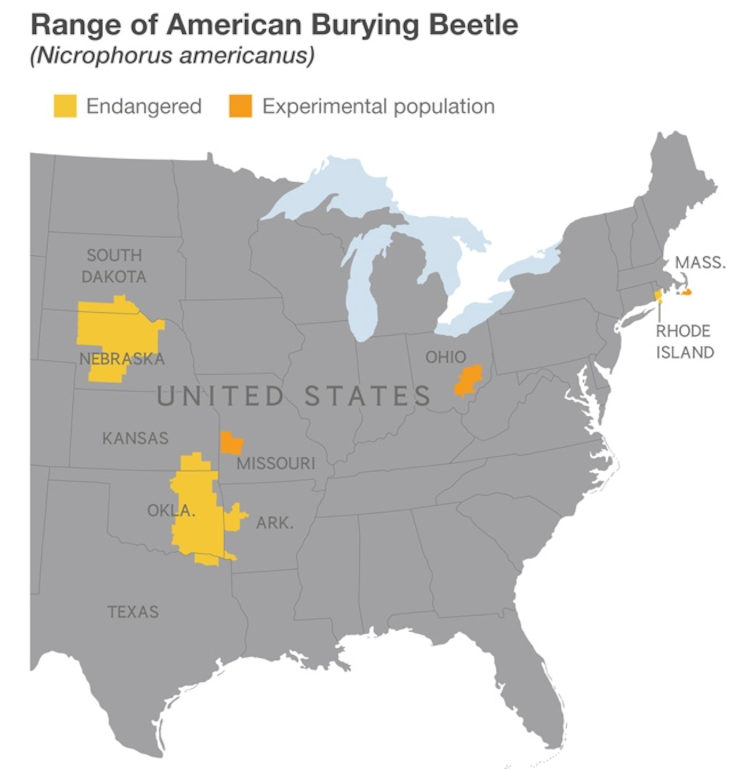 a group of American burying beetles against a white background at the St. Louis Zoo's Monsanto Insectarium.