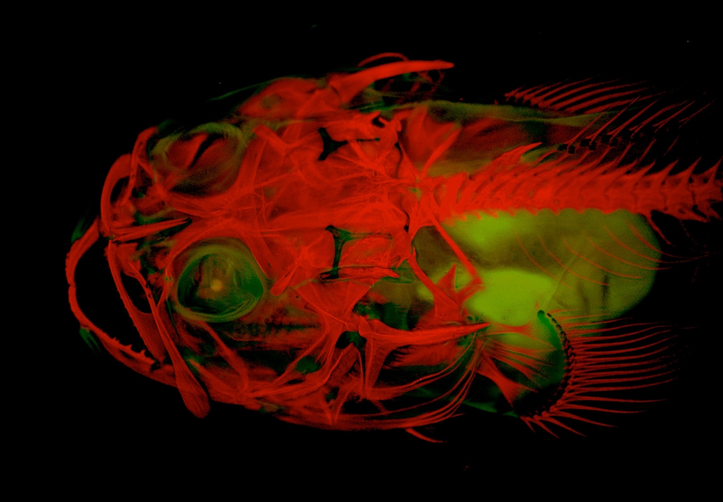 Porichthys_notatus_Smith.jpg?w=1440&h=99