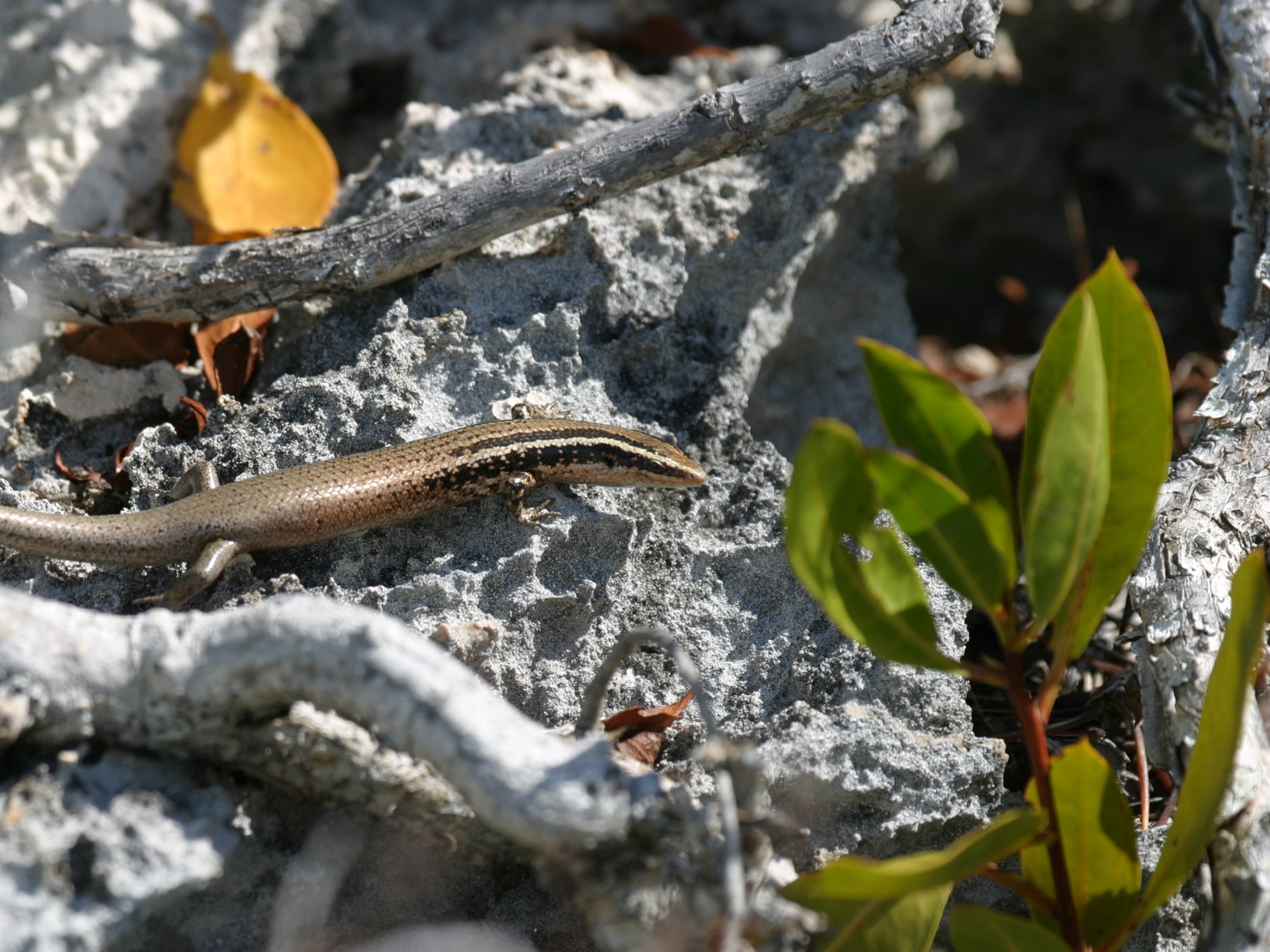Caicos Islands skink picture: 1 of 39 new skink species found in the Caribbean