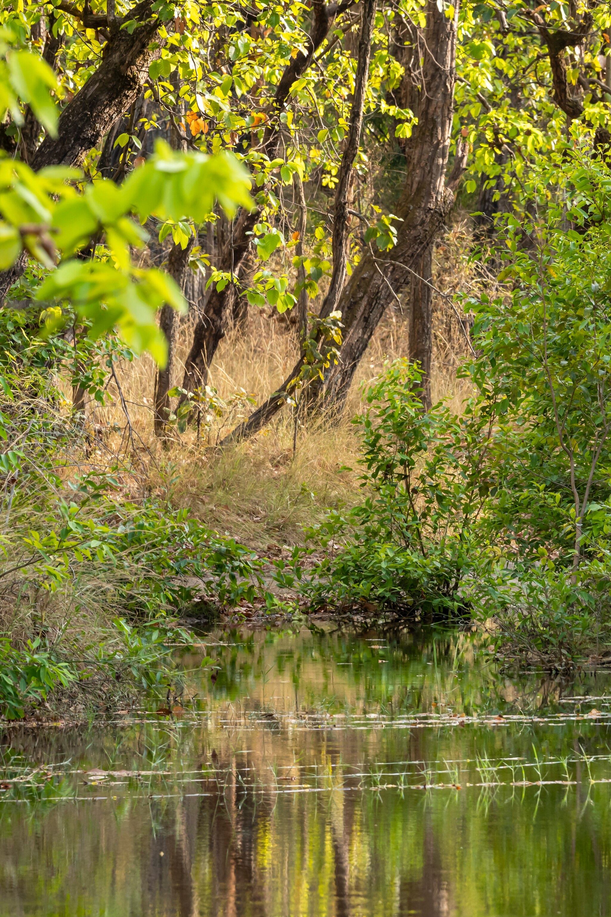 HIDEOUT DAC National Geographic おまけ付 Tfwadmx Reptile Rock Hide Cave, Aquarium Habitat Décor Rock