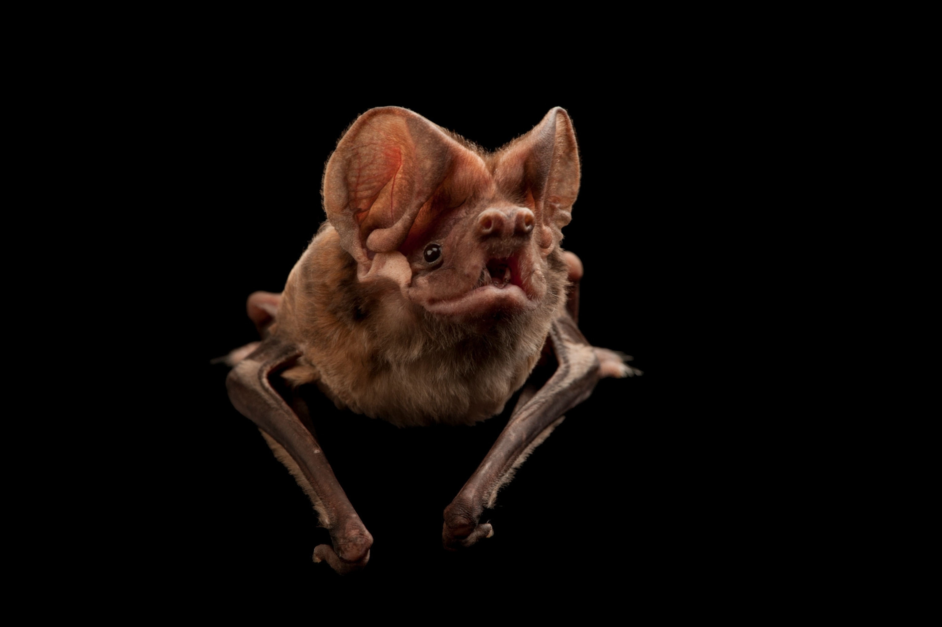 A federally endangered Florida bonneted bat against a black background.