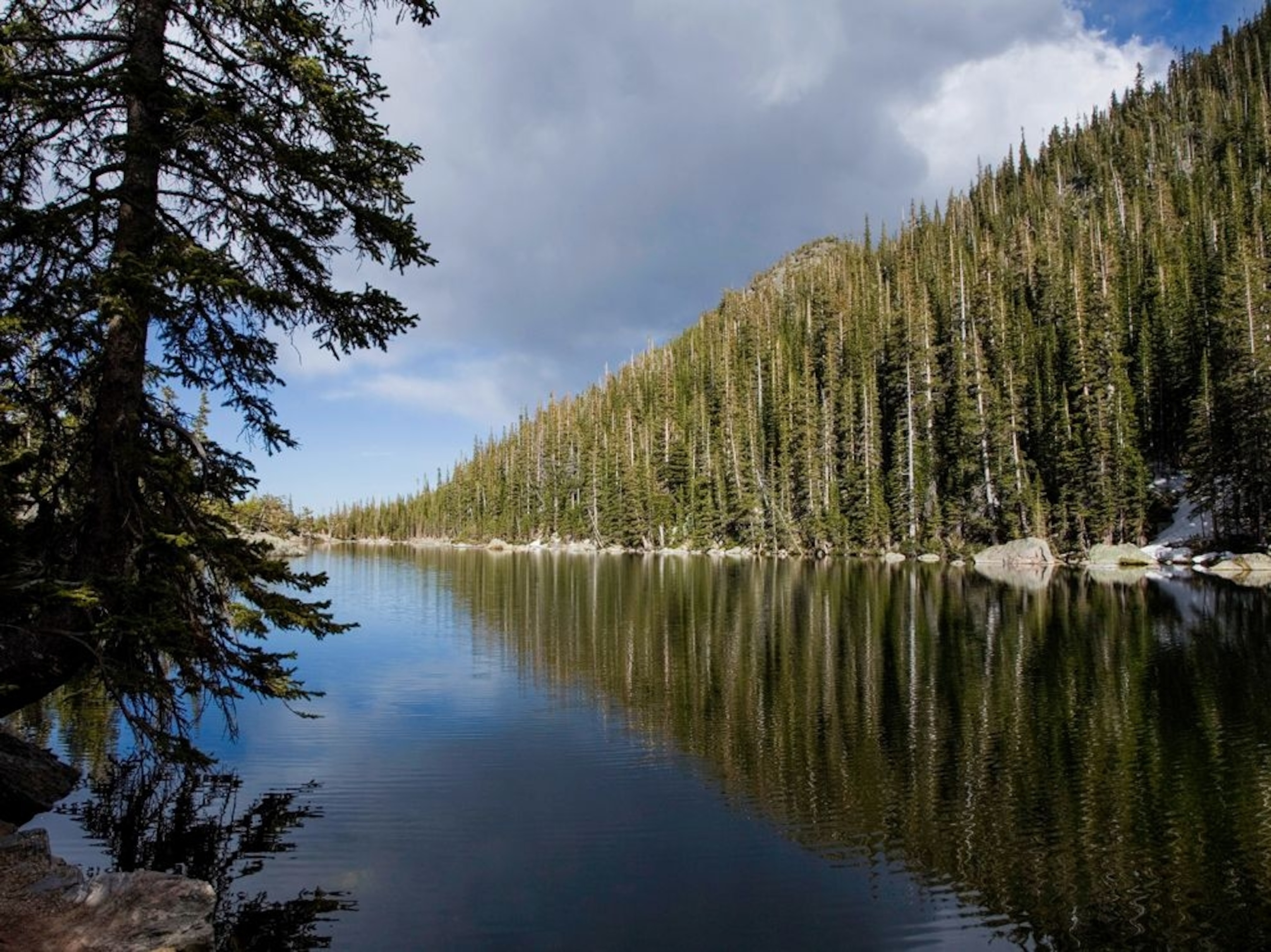 trees along Dream Lake in Rocky Mountain National Park
