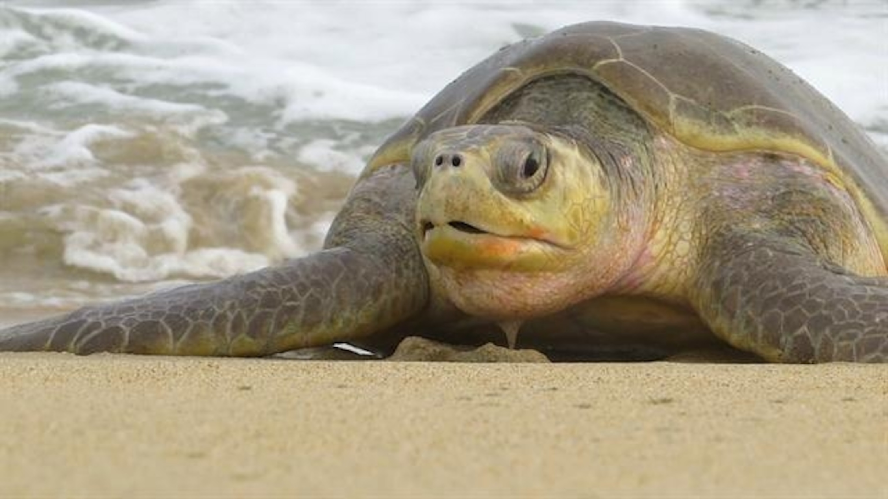Hundreds of Endangered Sea Turtles Found Dead Off Mexico | National  Geographic, image size:3072x1728