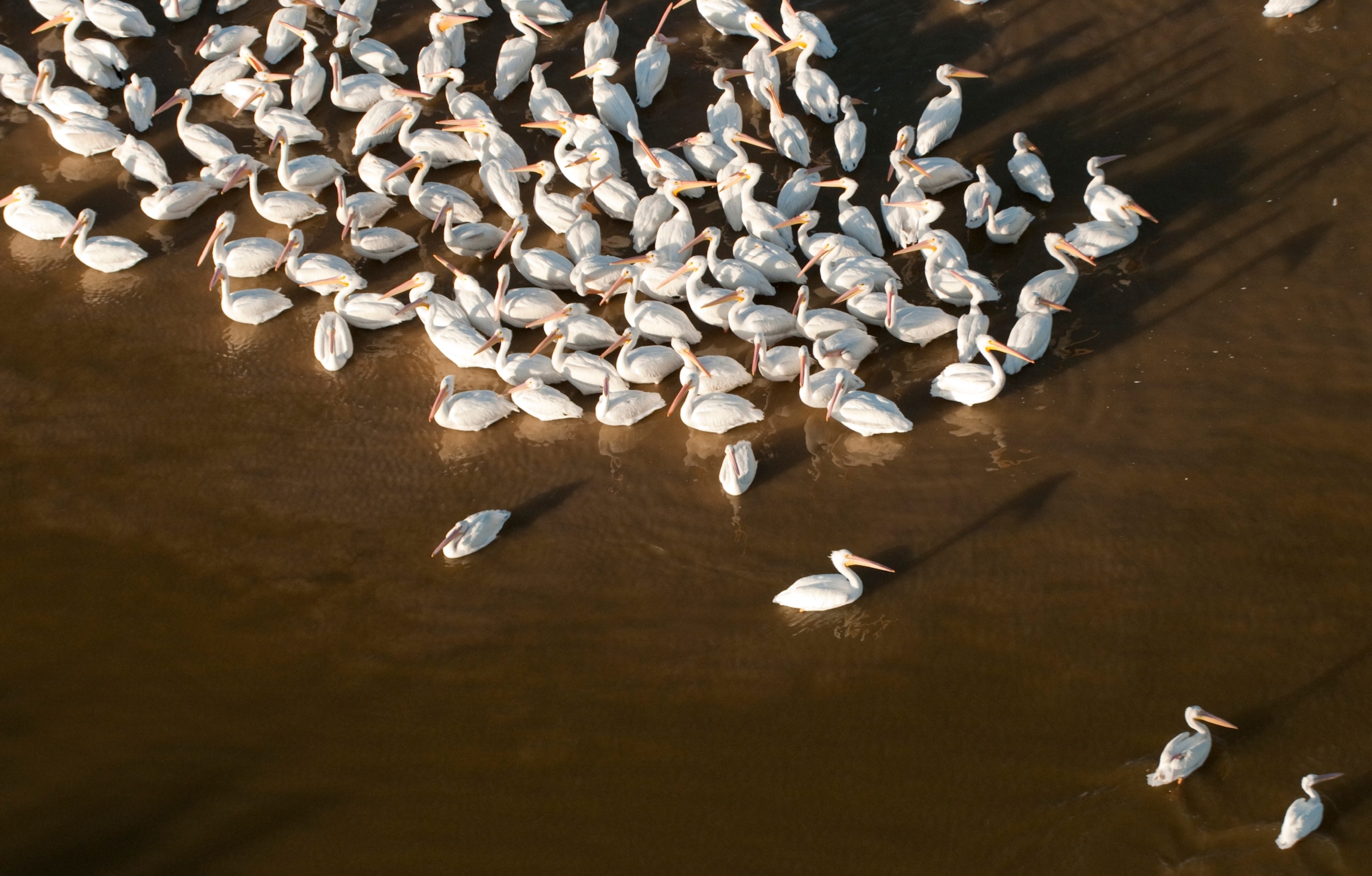 pelicans in Salton Sea along Pacific Flyaway