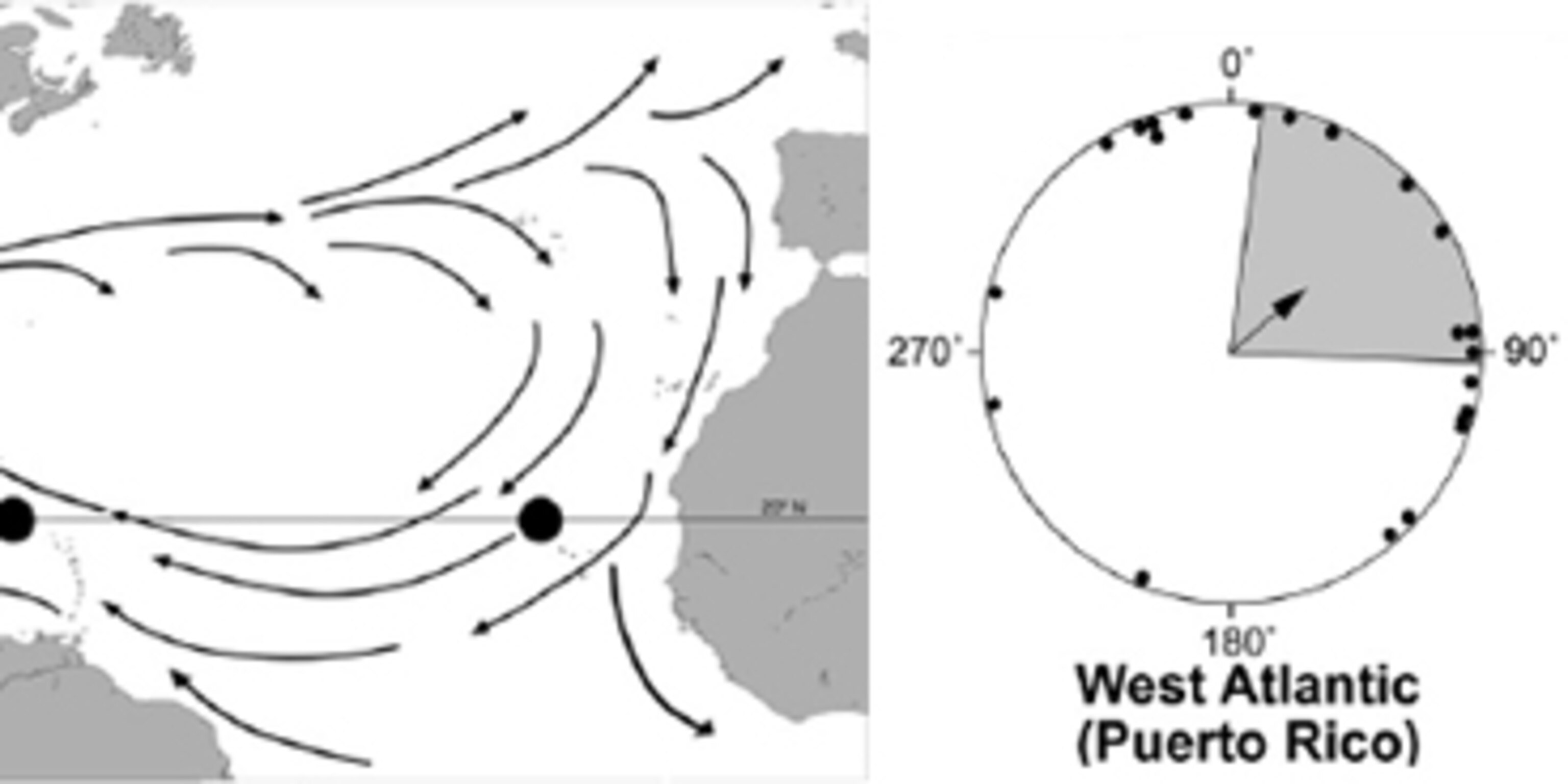 Turtles use the Earth’s magnetic field as a global GPS