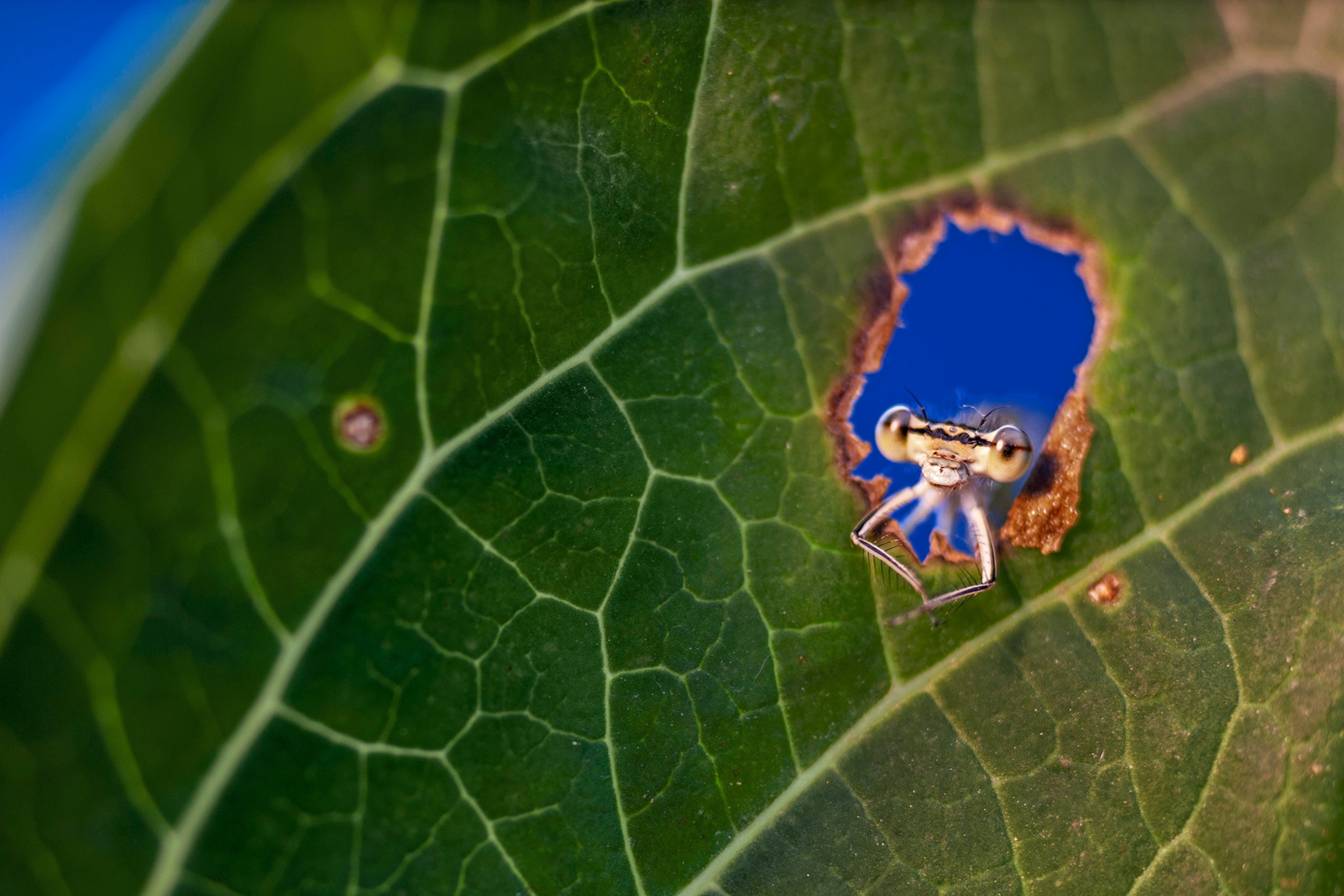 A tiny bug pokes its head out of a hole in a green leaf.