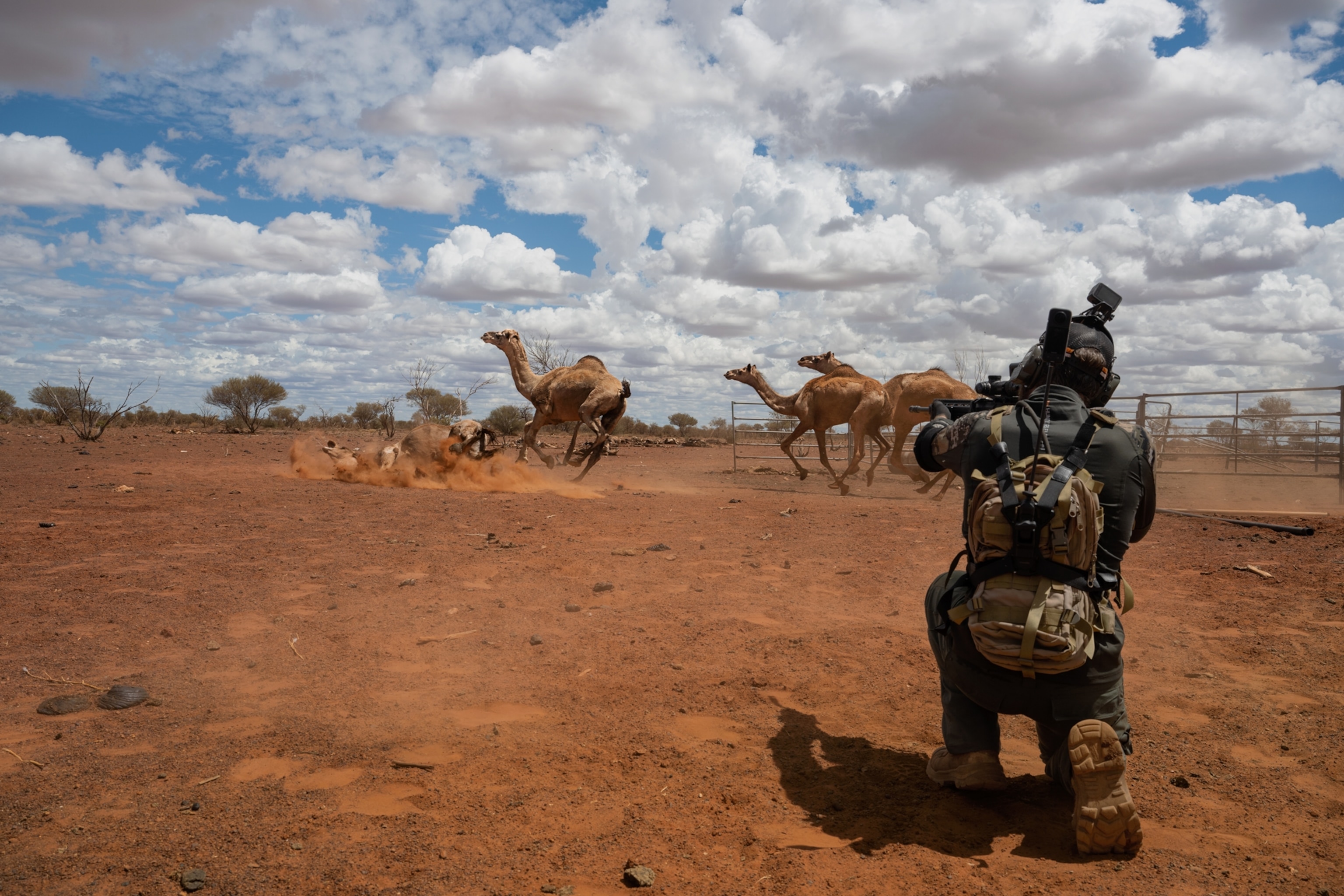 On the right, a man down on one knee aims a rifle at a small herd of fleeing camels. The camel farthest left appears to have been shot and is falling down into the dirt.