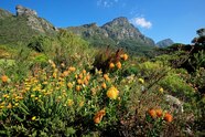 Where To See Unique Flowers Near Cape Town South Africa National 