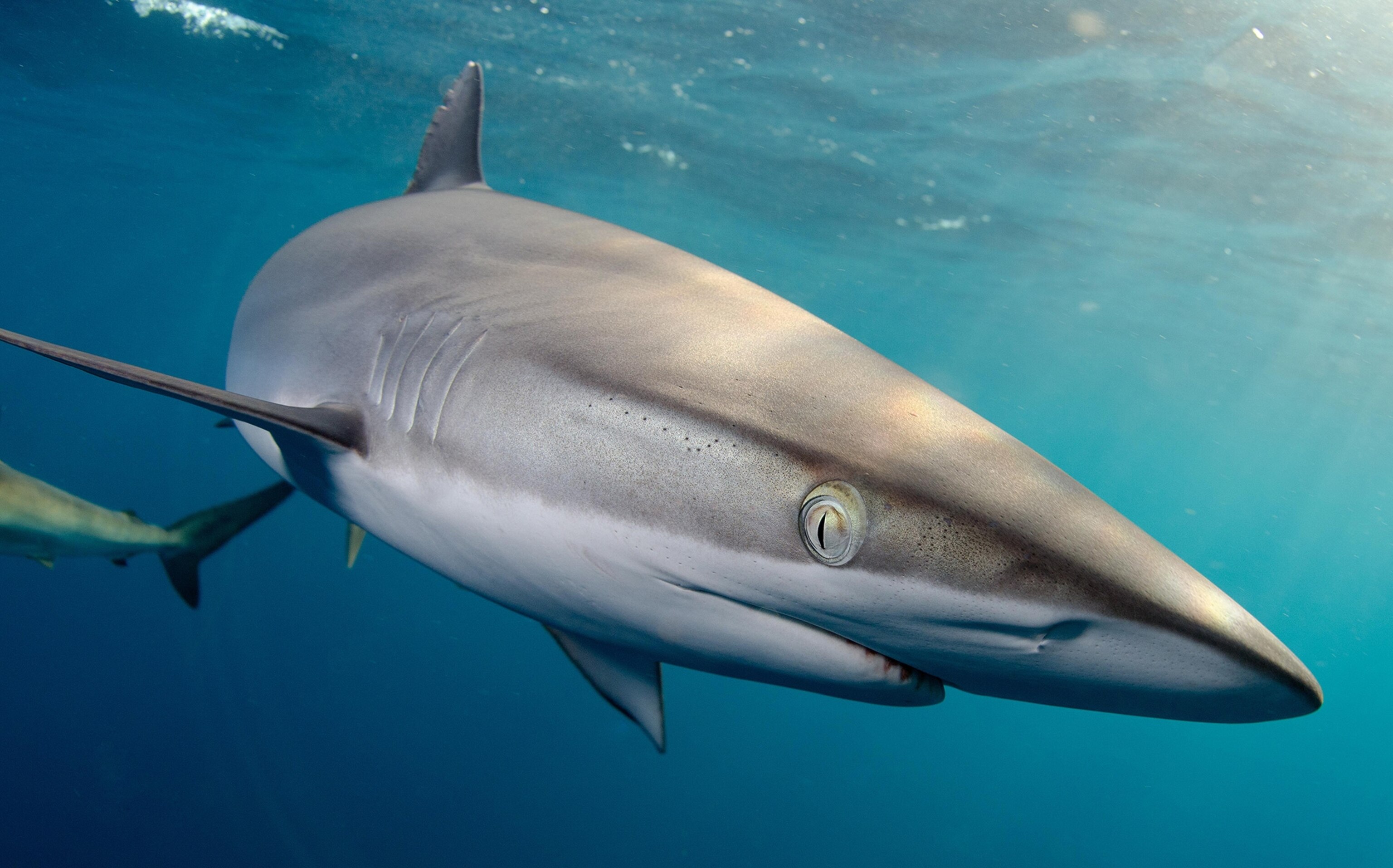 a Silky Shark