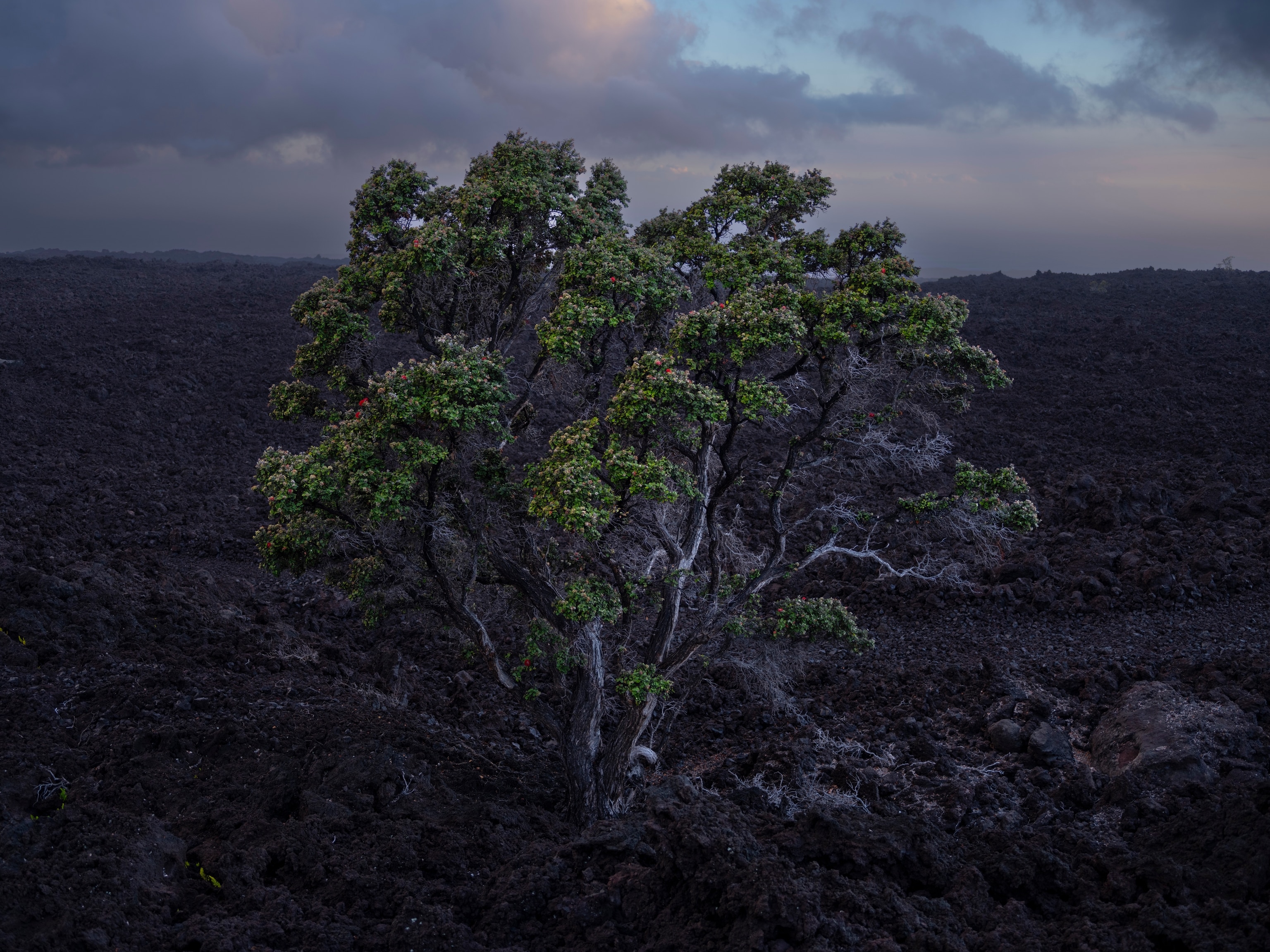 Tree on a lava field, Hawaii
