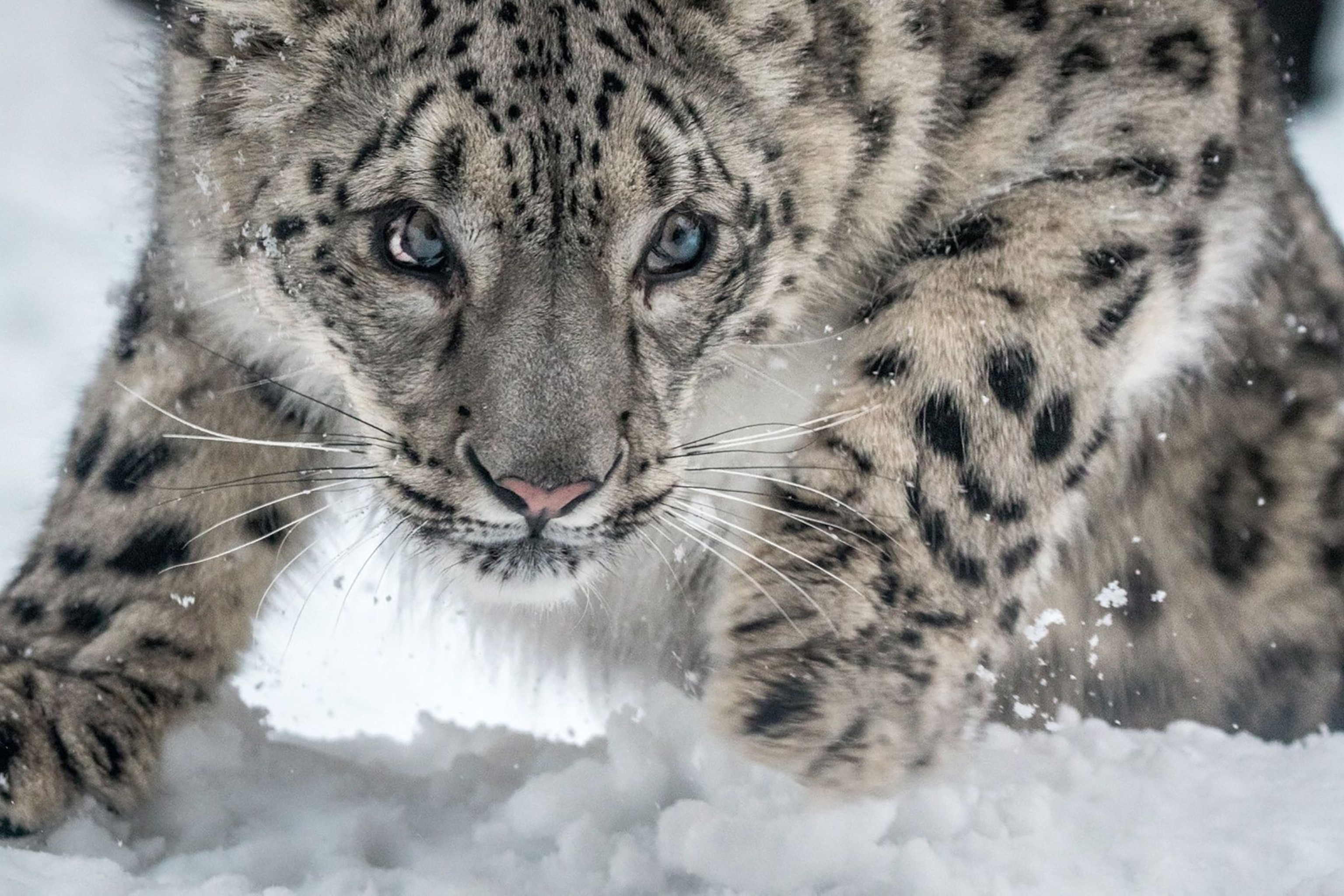 a snow leopard