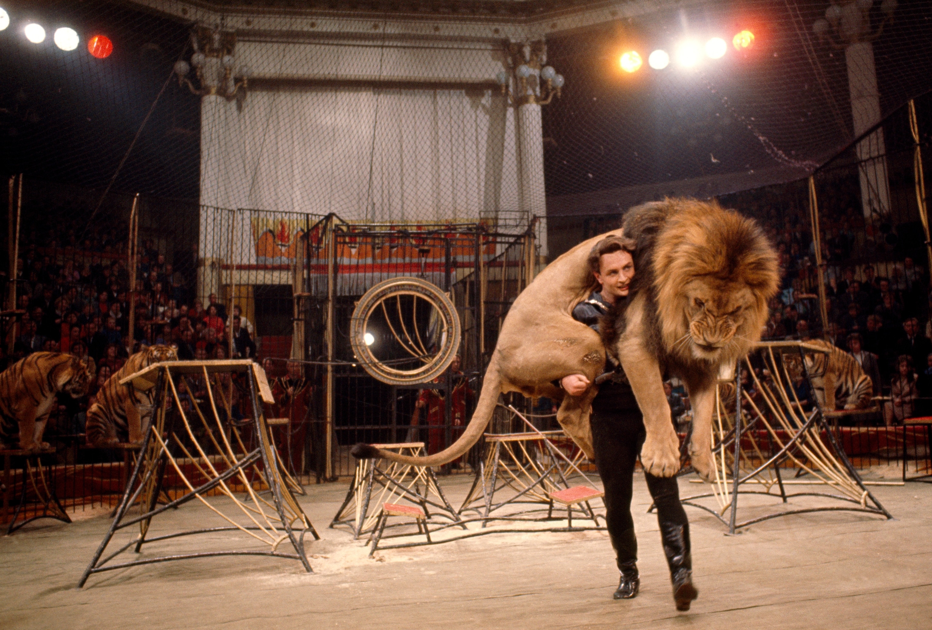 A man holds a lion on his shoulders in a circus ring