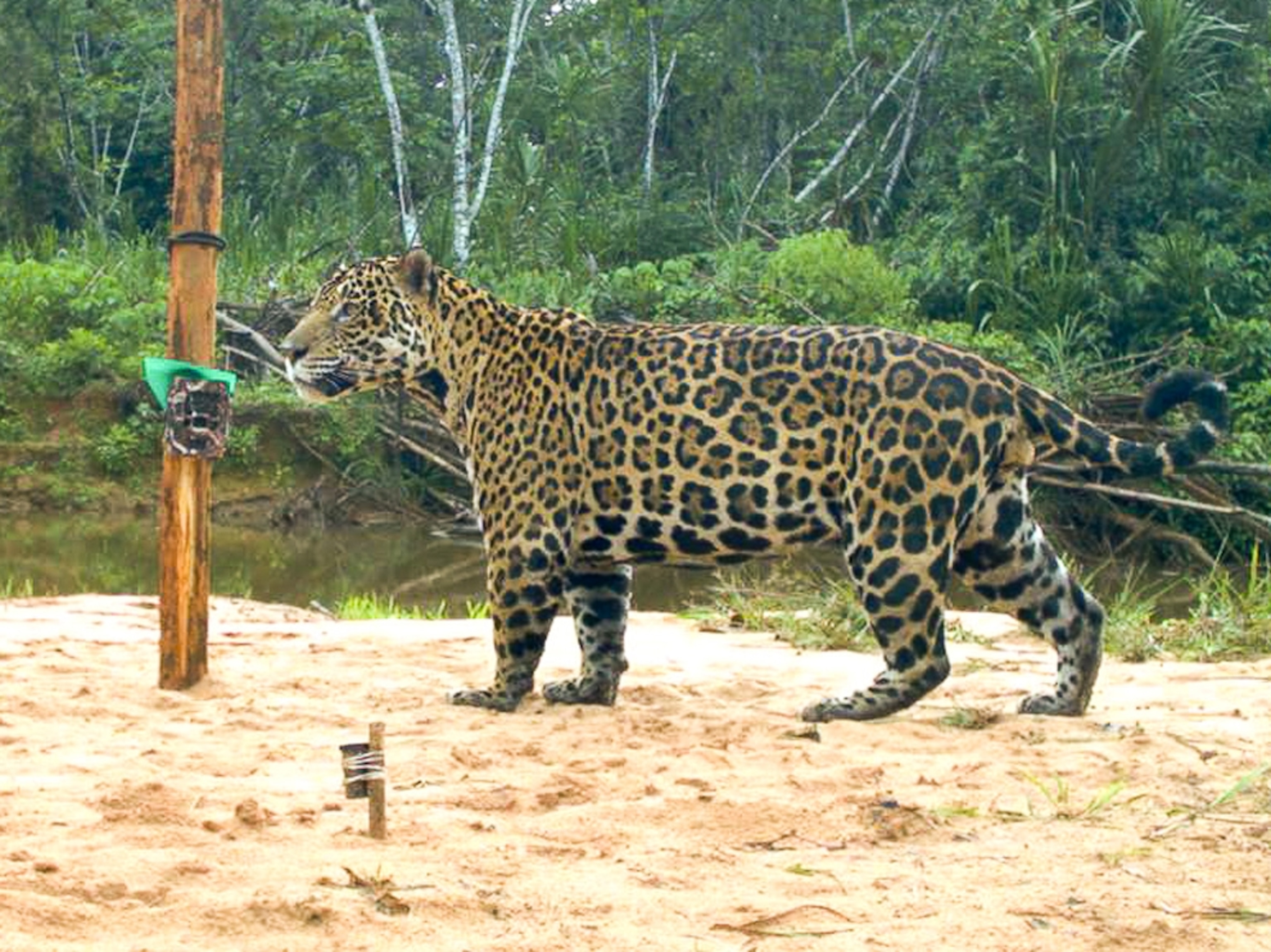 Jaguar picture: A big cat snapped by a camera trap in Bolivia