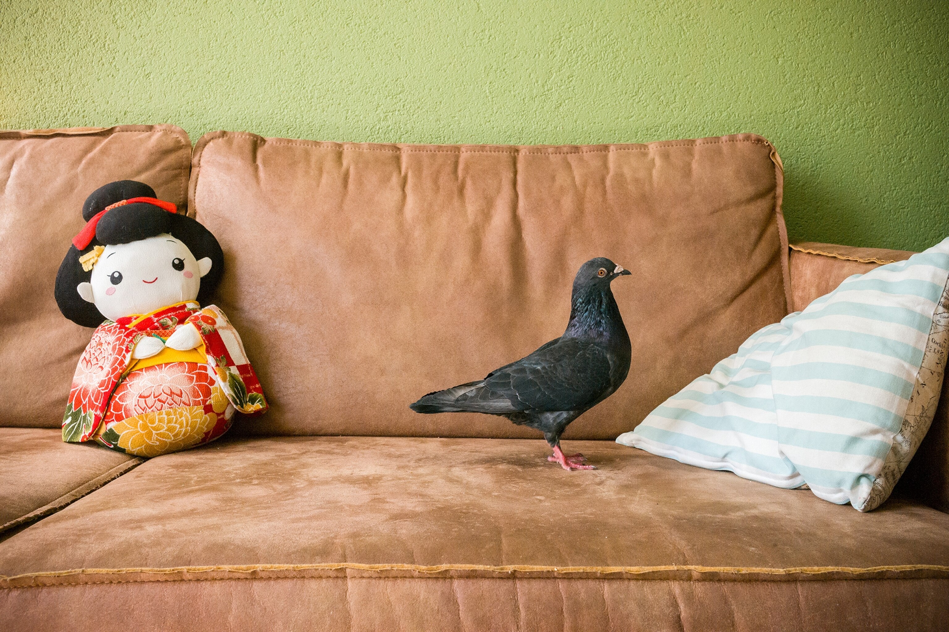 a pigeon standing on a light brown couch