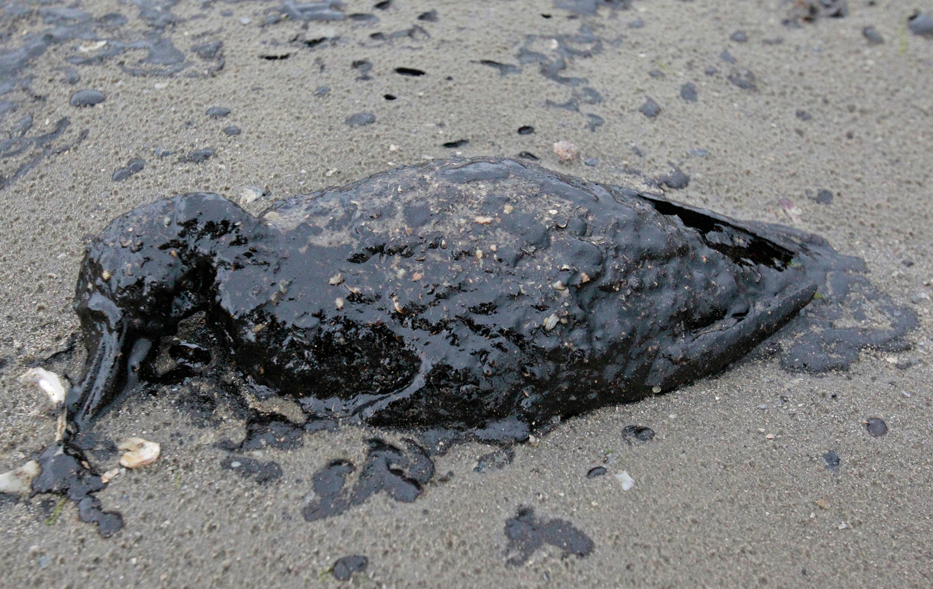 Oil containment booms cuts across a sand bar covered with birds on Pelican Island on Sunday, March 23, 2014, in Galveston, Texas. Dozens of ships are in evolved in clean-up efforts to remove up to 168,000 gallons of oil that make have spilled into Galveston Bay after a ship and barge collided near the Texas City dike on Saturday afternoon. (AP Photo/ Houston Chronicle, Smiley N. Pool)