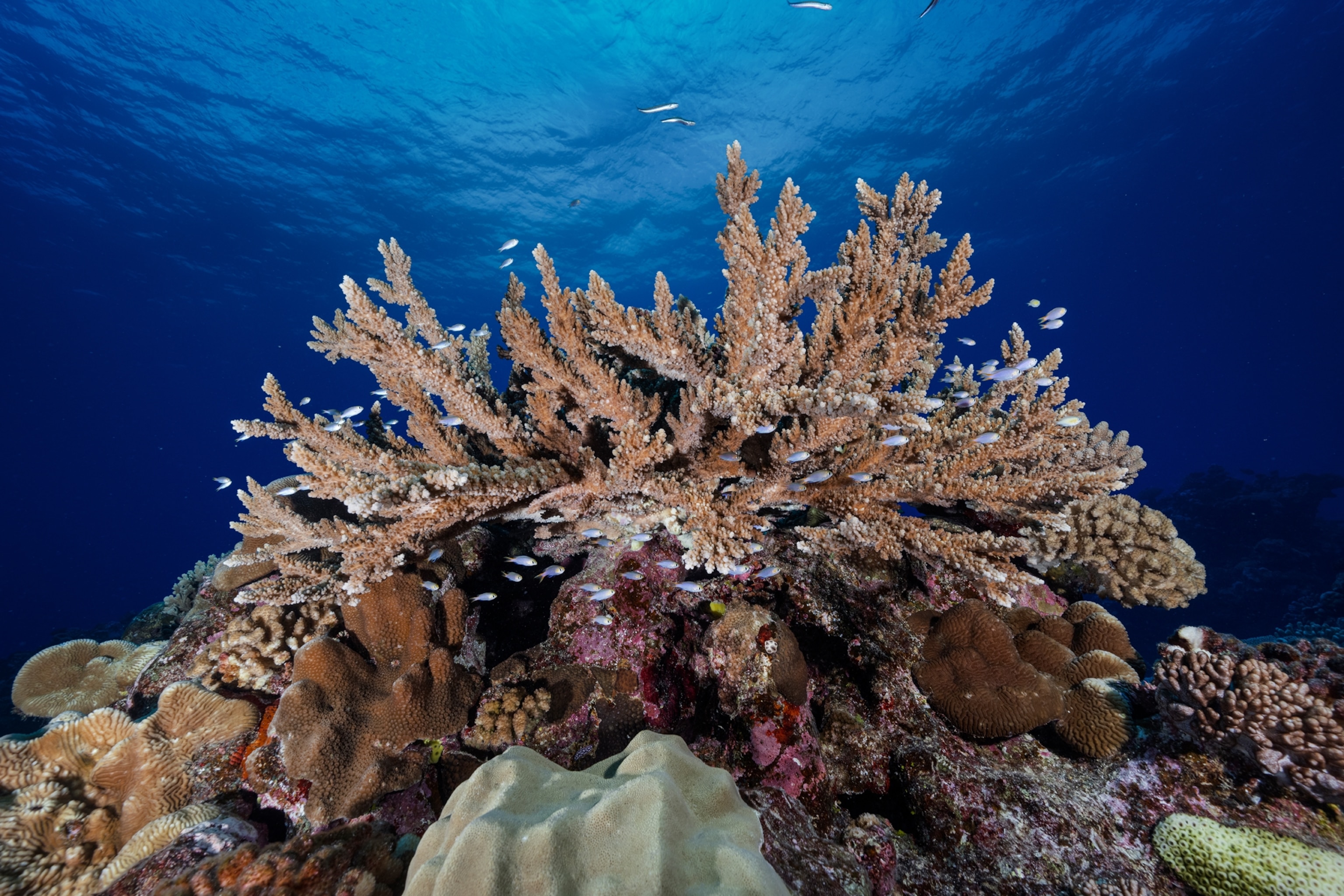 Underwater landscape of a healthy reef.