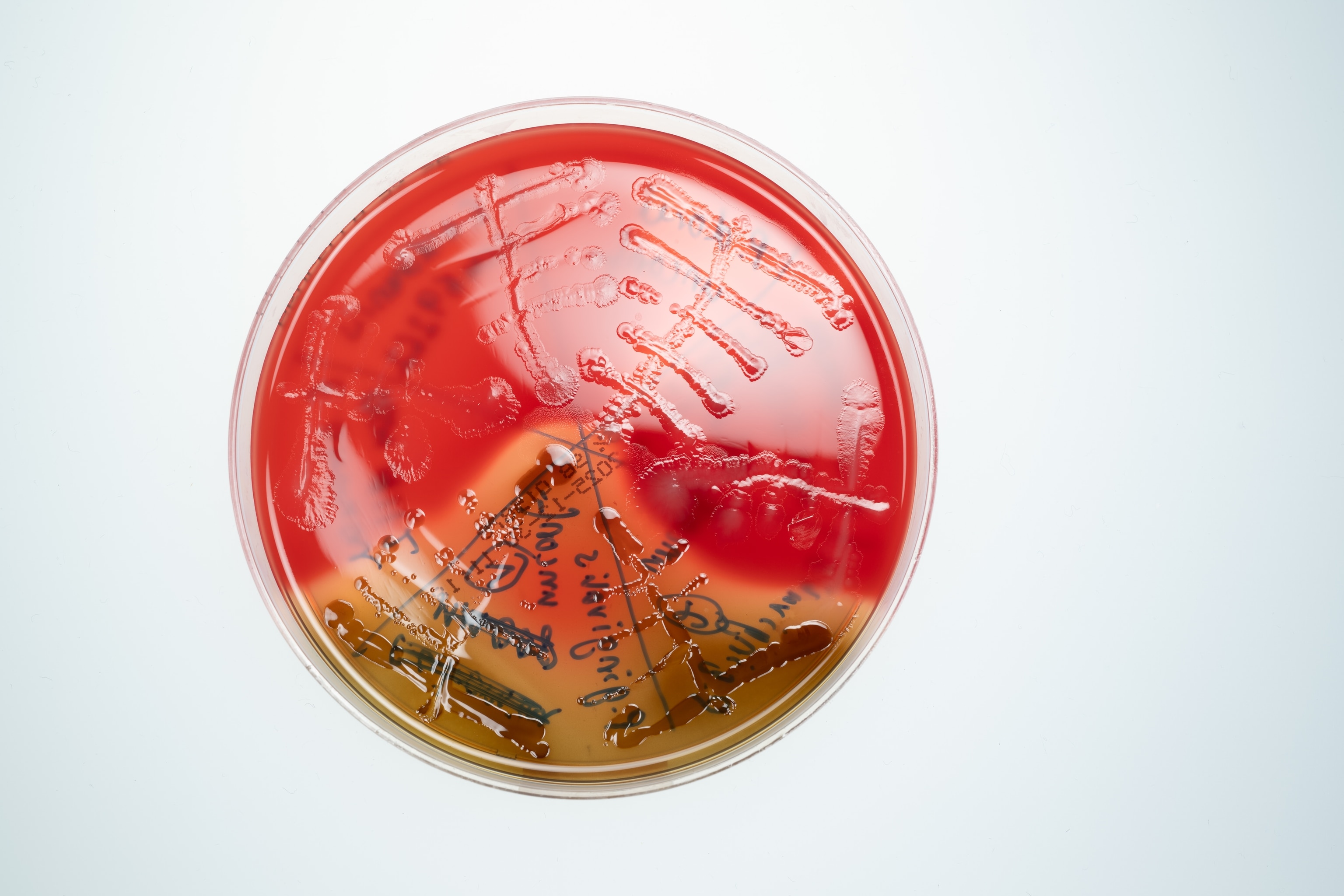 A red brown and circular plate.