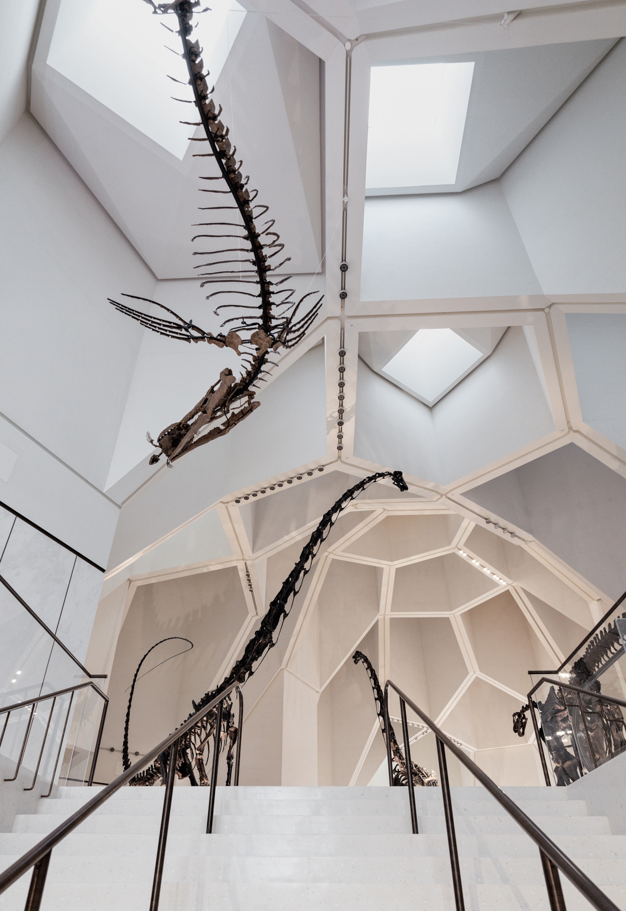 In a large atrium, a skeleton hangs from the honeycombed ceiling, and three additional skeletons can be seen up the stairs in the background.