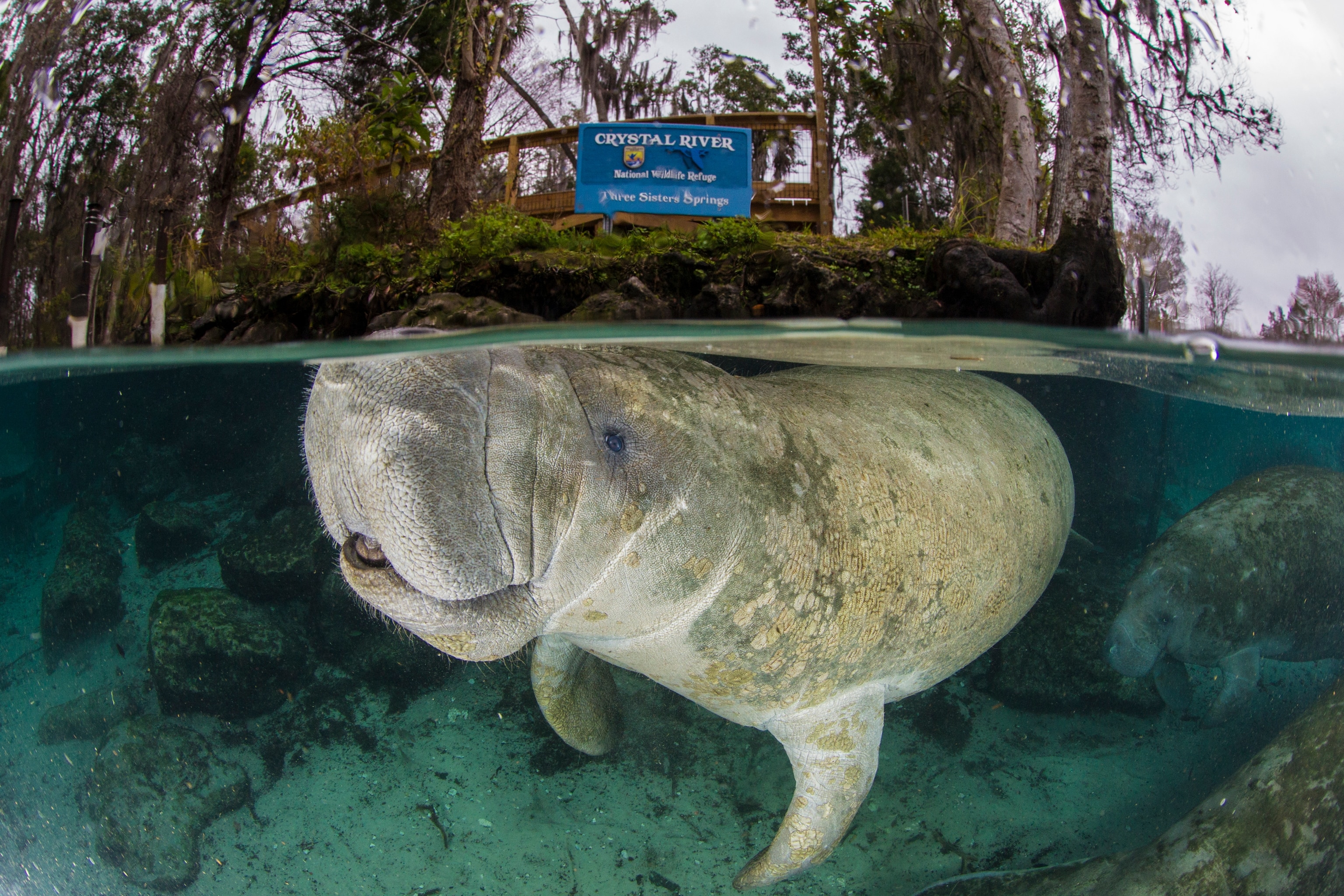 A manatee surfaces to breathe in the Crystal River Springs Preserve.