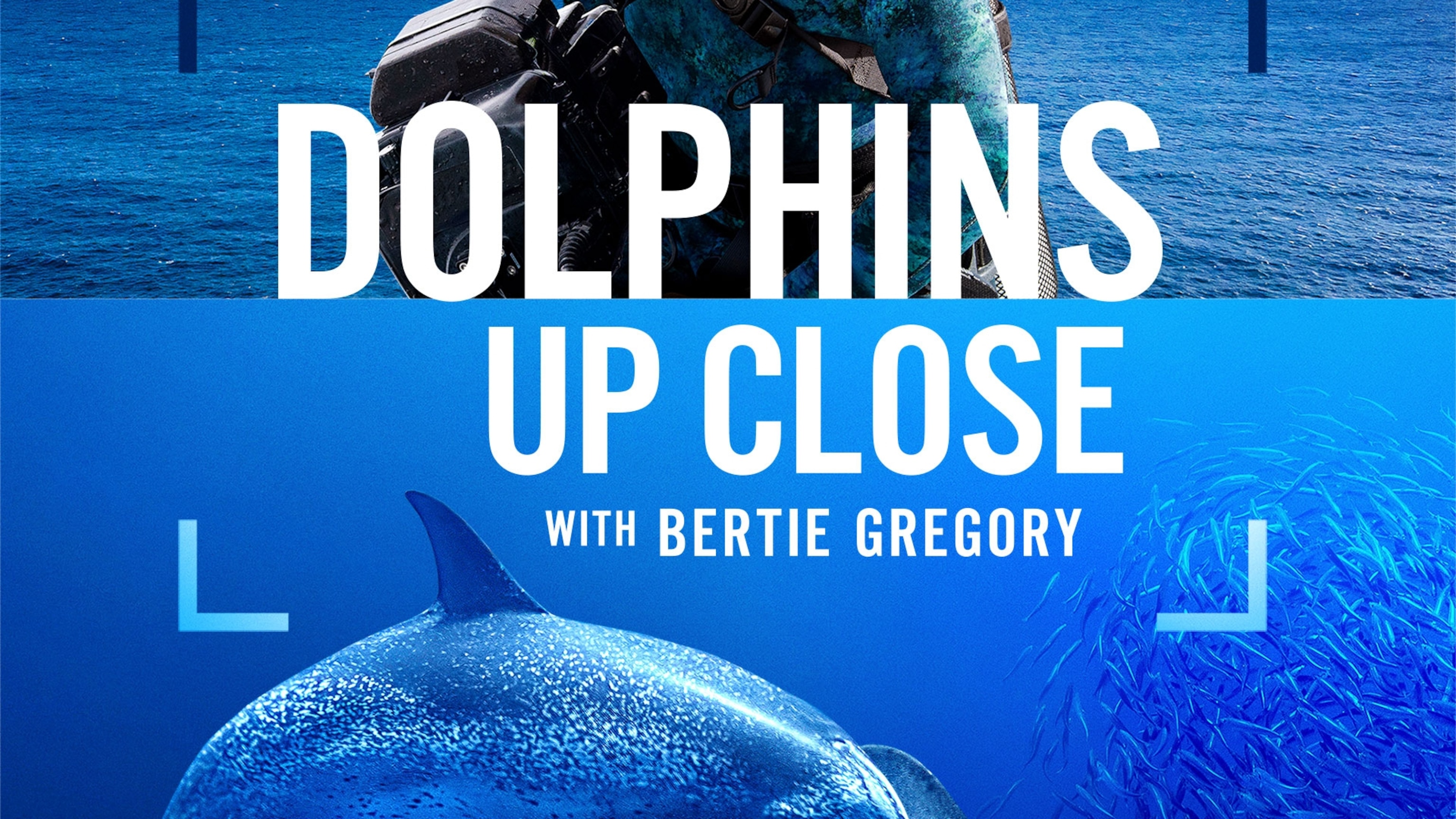 Dolphins Up Close with Bertie Gregory