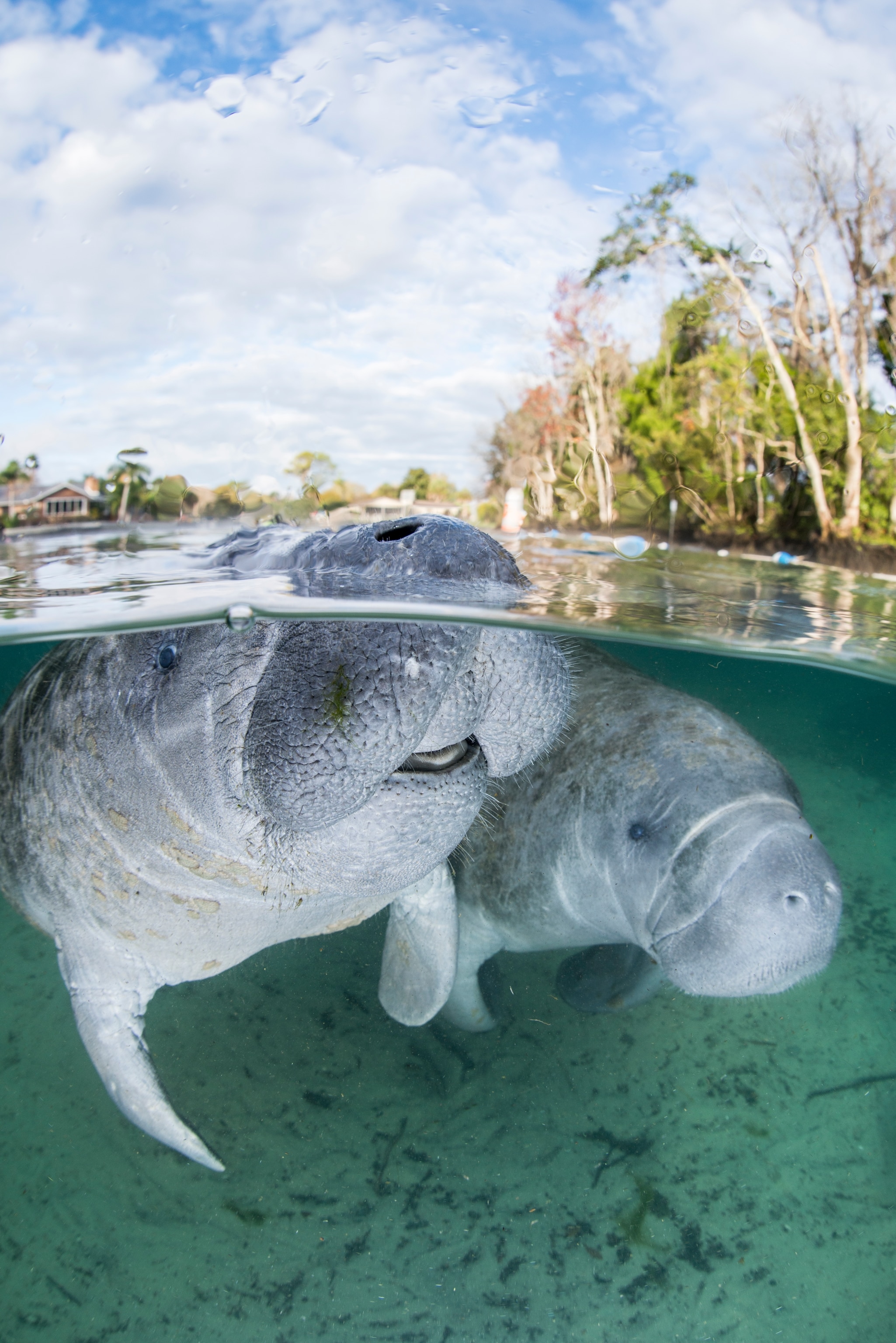 Manatee