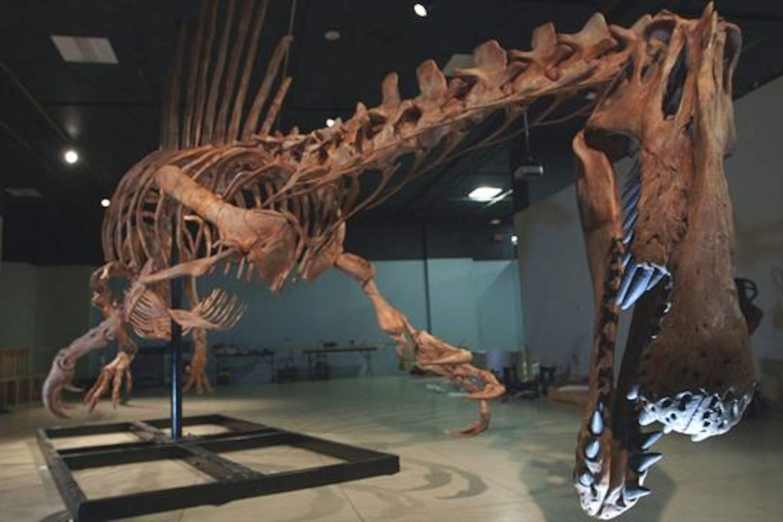 Giant Spinosaurus Was Bigger Than T. Rex—And First Dinosaur Known to Swim