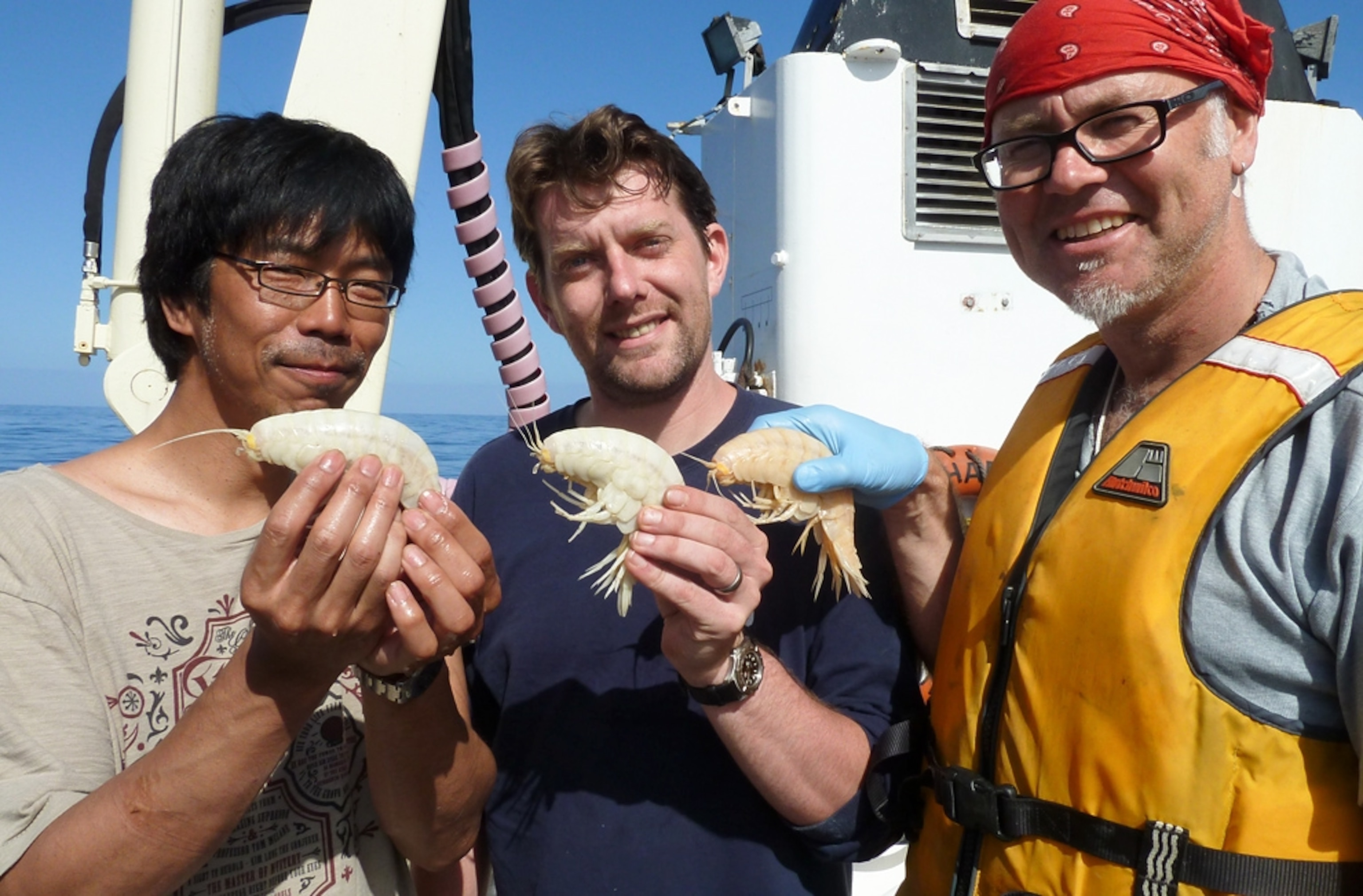Supergiant amphipod picture: crustaceans found in deep ocean trench off New Zealand