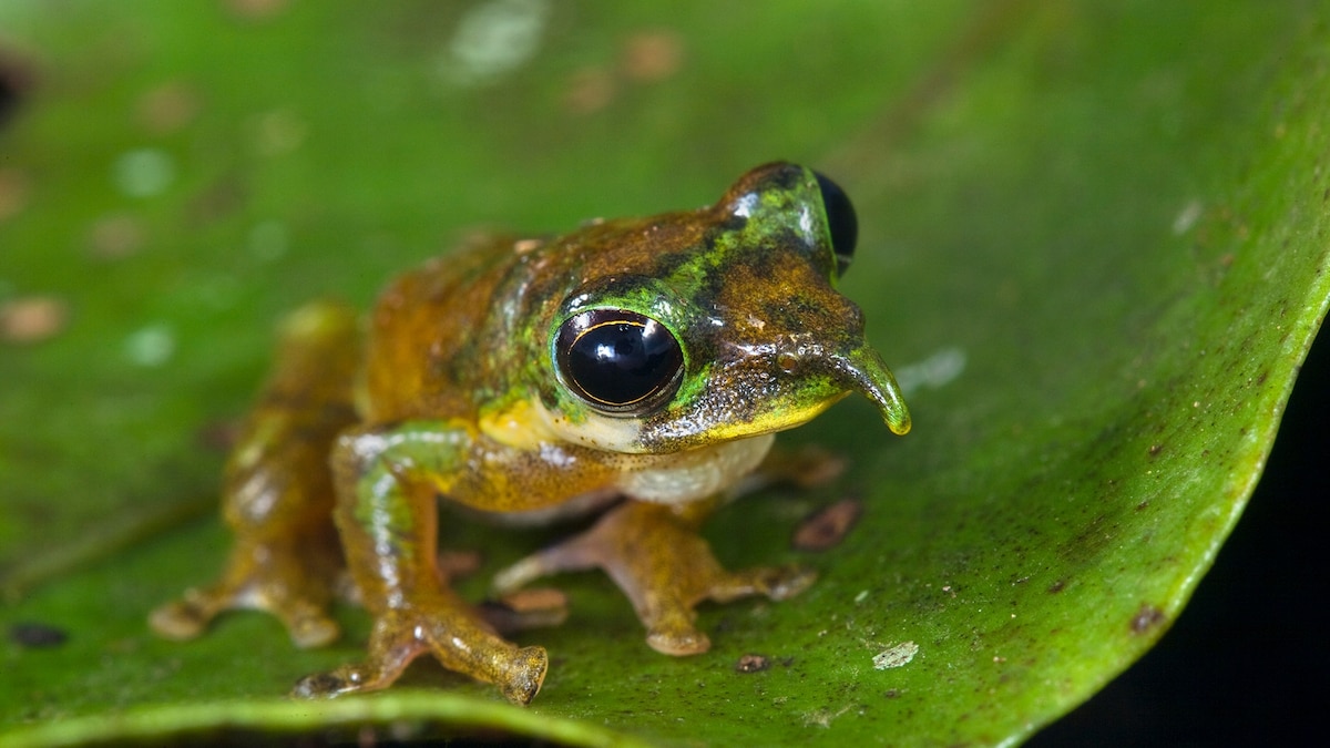 New Pinocchio frog species has a strange, pointy nose