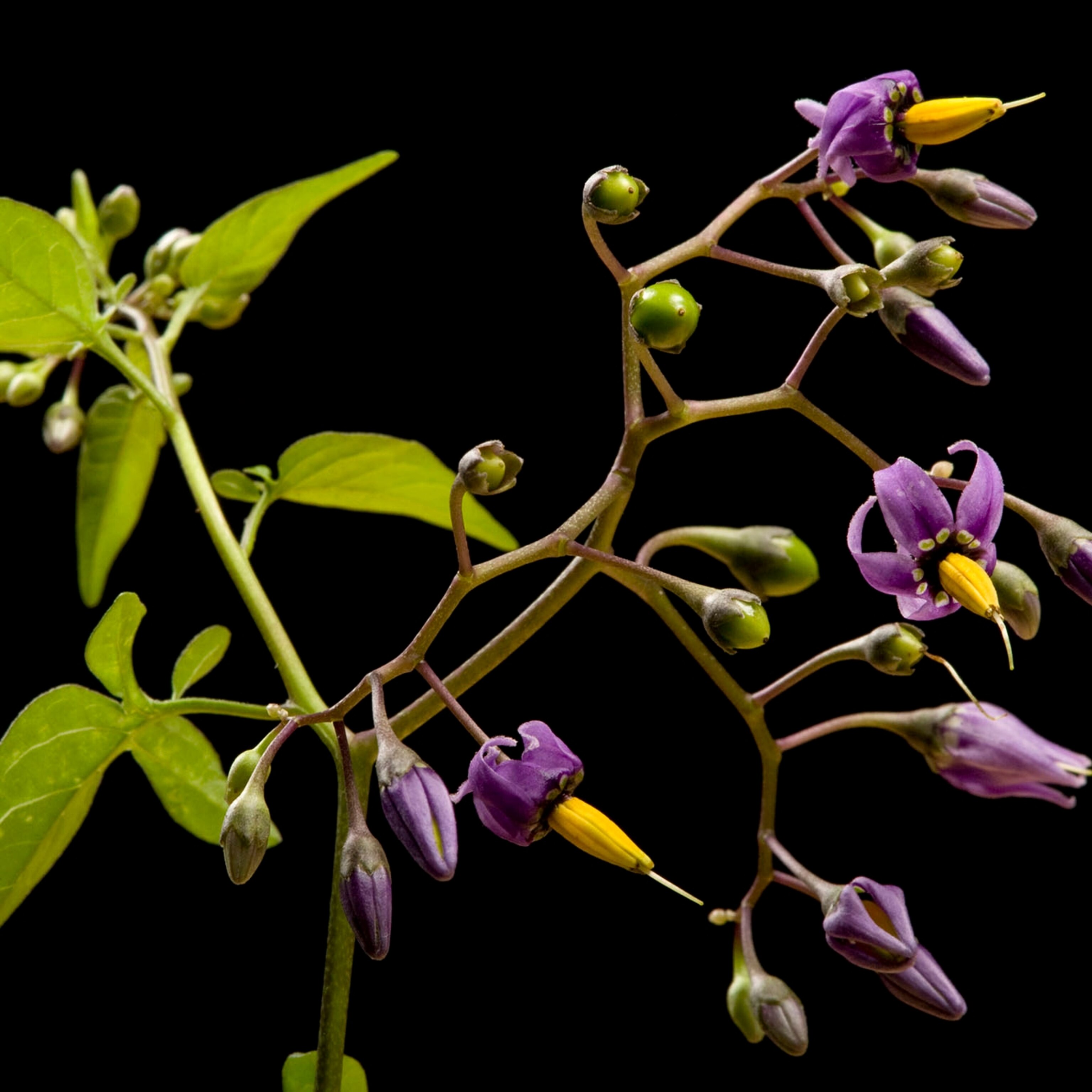 This Plant Bleeds Sweet Nectar To Recruit Ant Bodyguards
