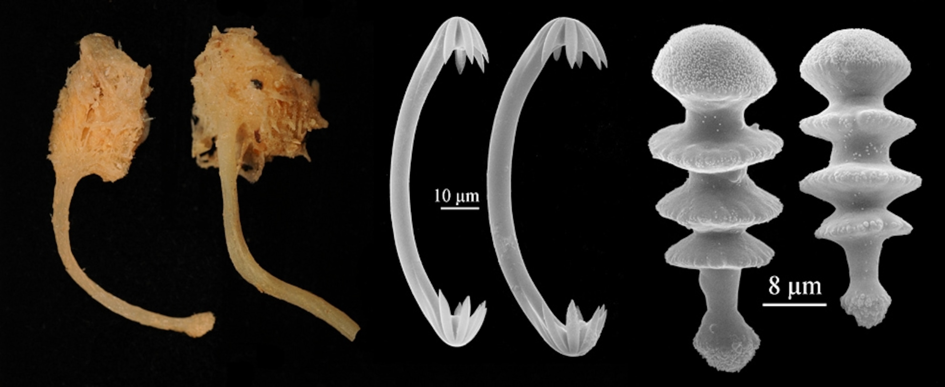 Parts of the spicule, or spiky skeleton, of a carnivorous sponge, one of the top ten new species described in 2009.